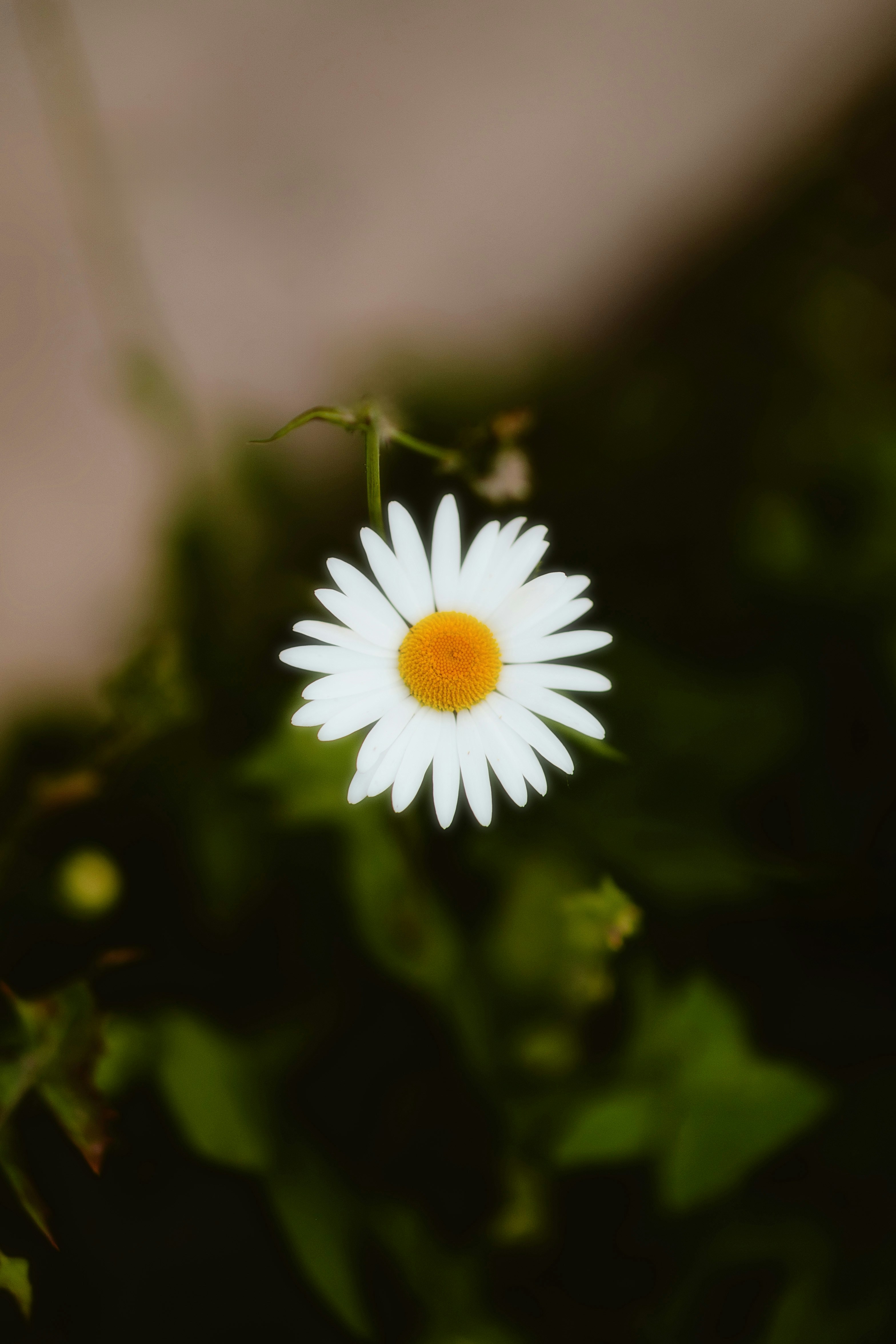 Photo by alingavriliuc