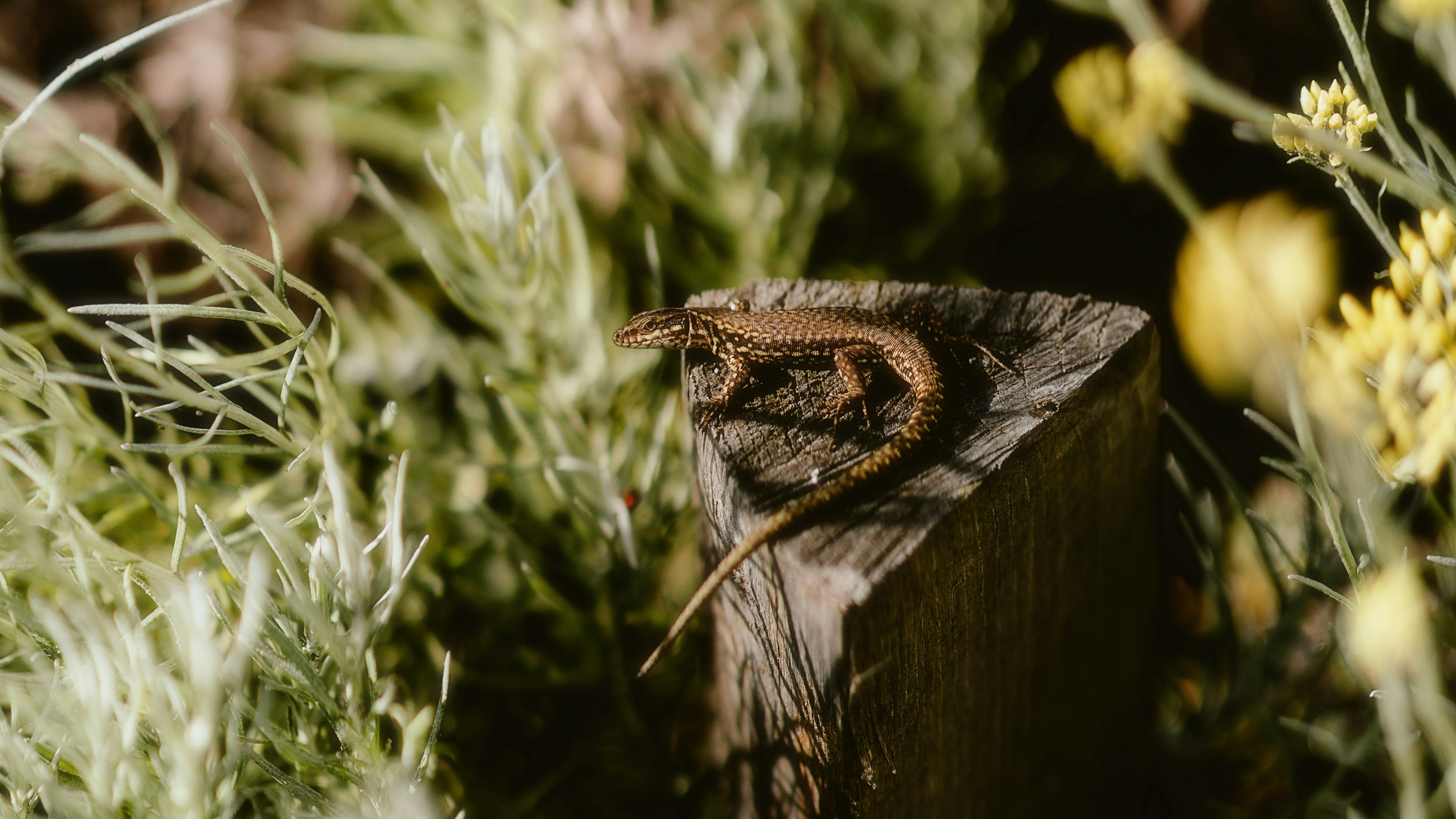 Photo by alingavriliuc