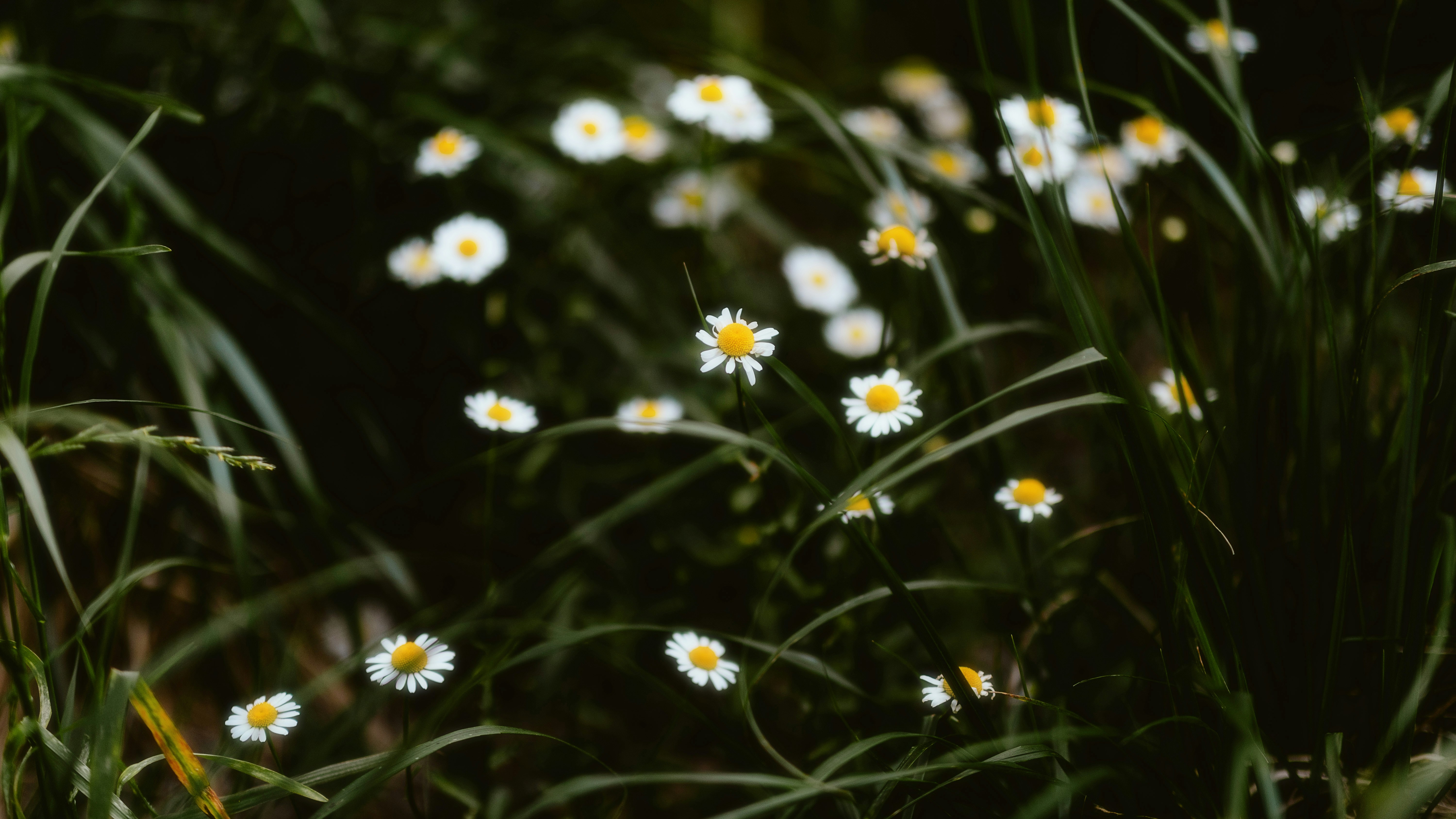 Photo by alingavriliuc