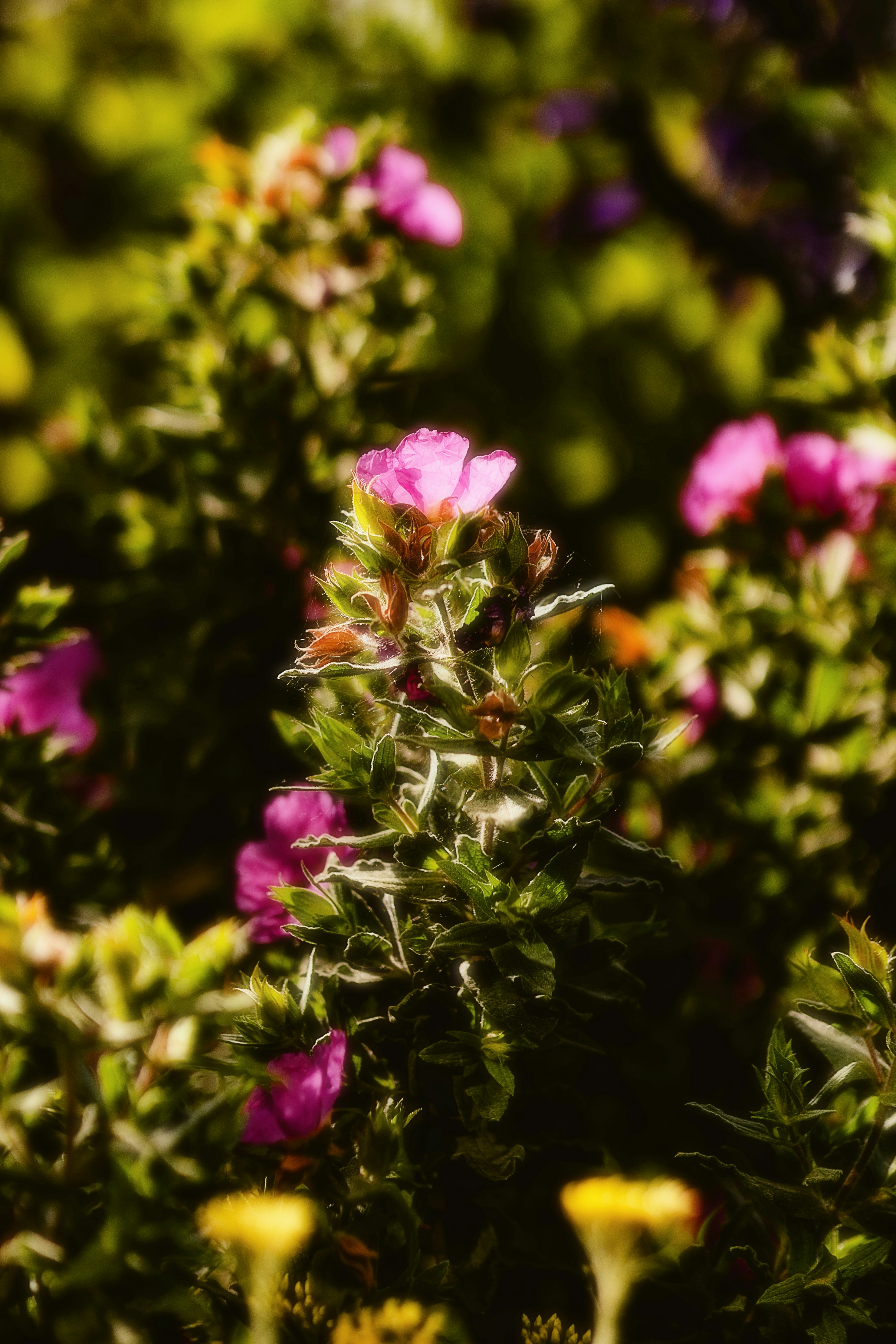 Photo by alingavriliuc