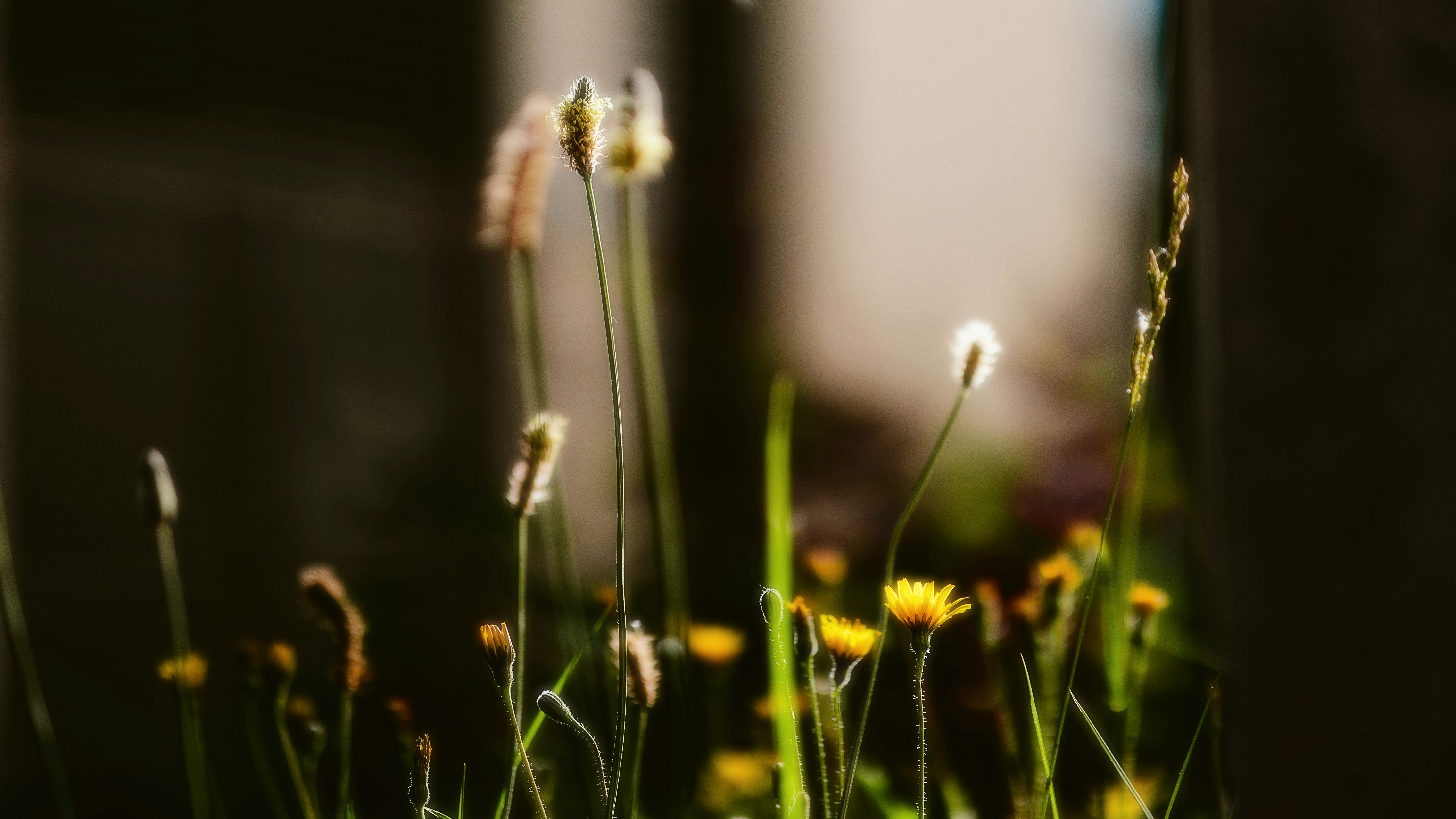 Photo by alingavriliuc