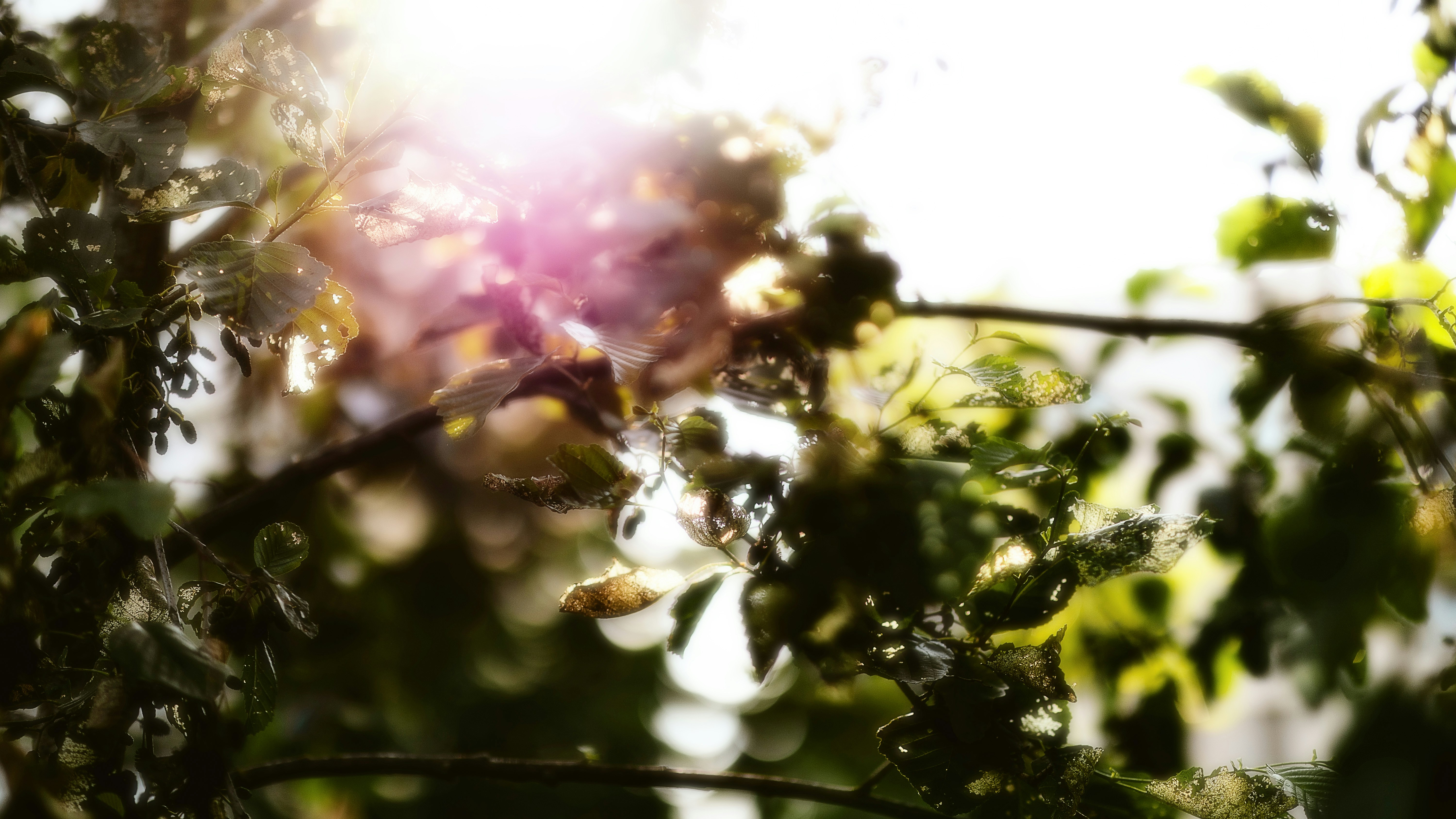 Photo by alingavriliuc