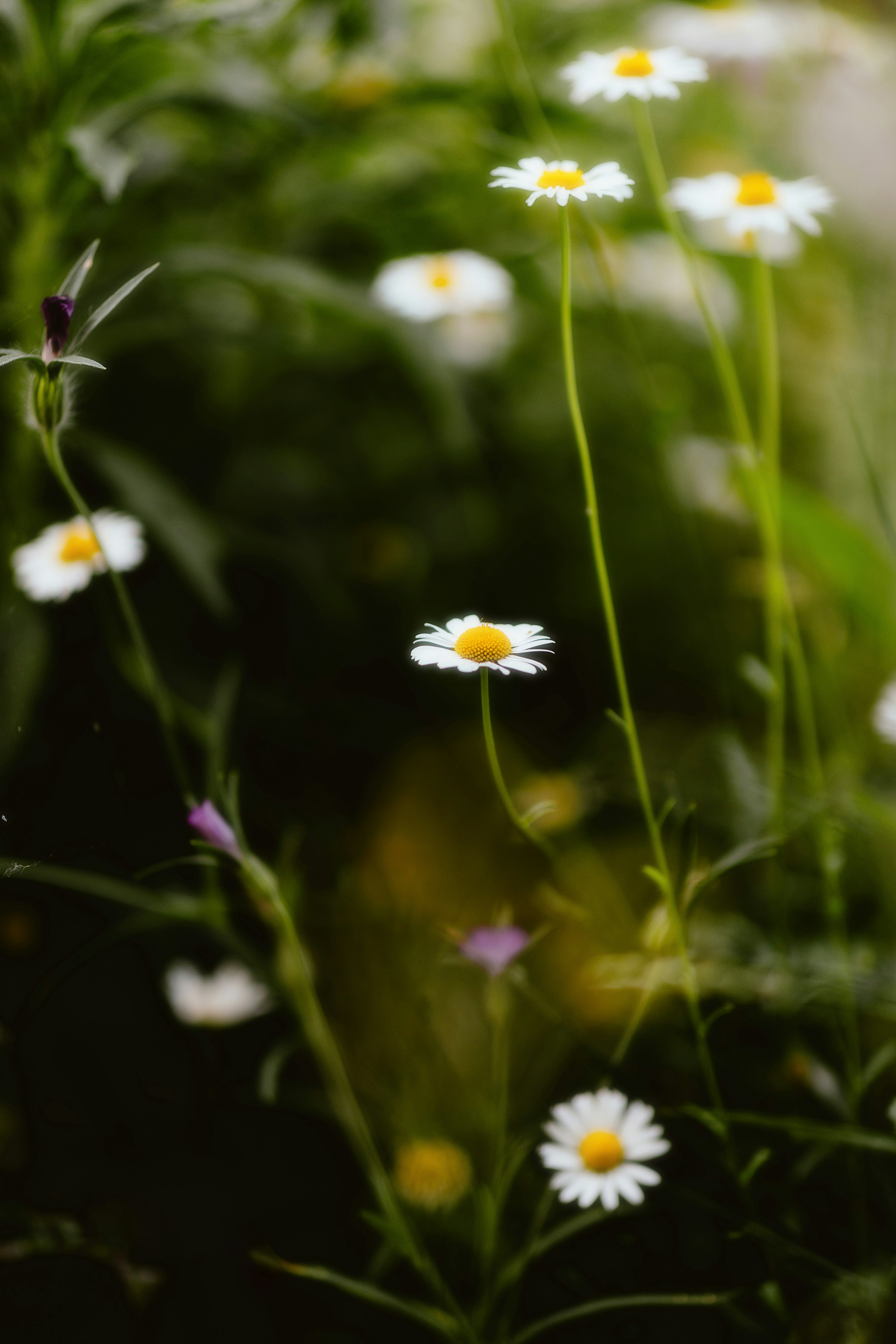 Photo by alingavriliuc