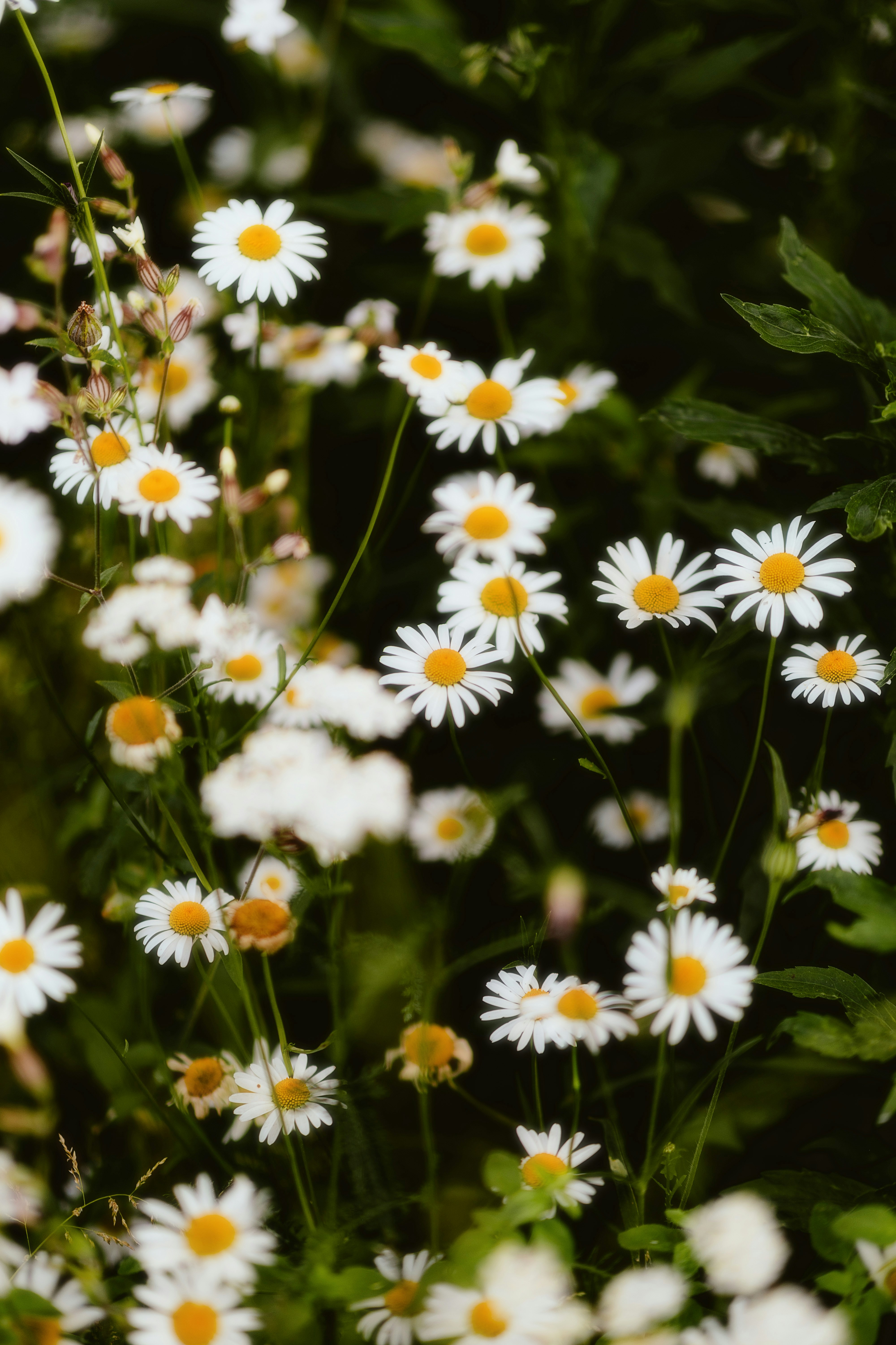 Photo by alingavriliuc