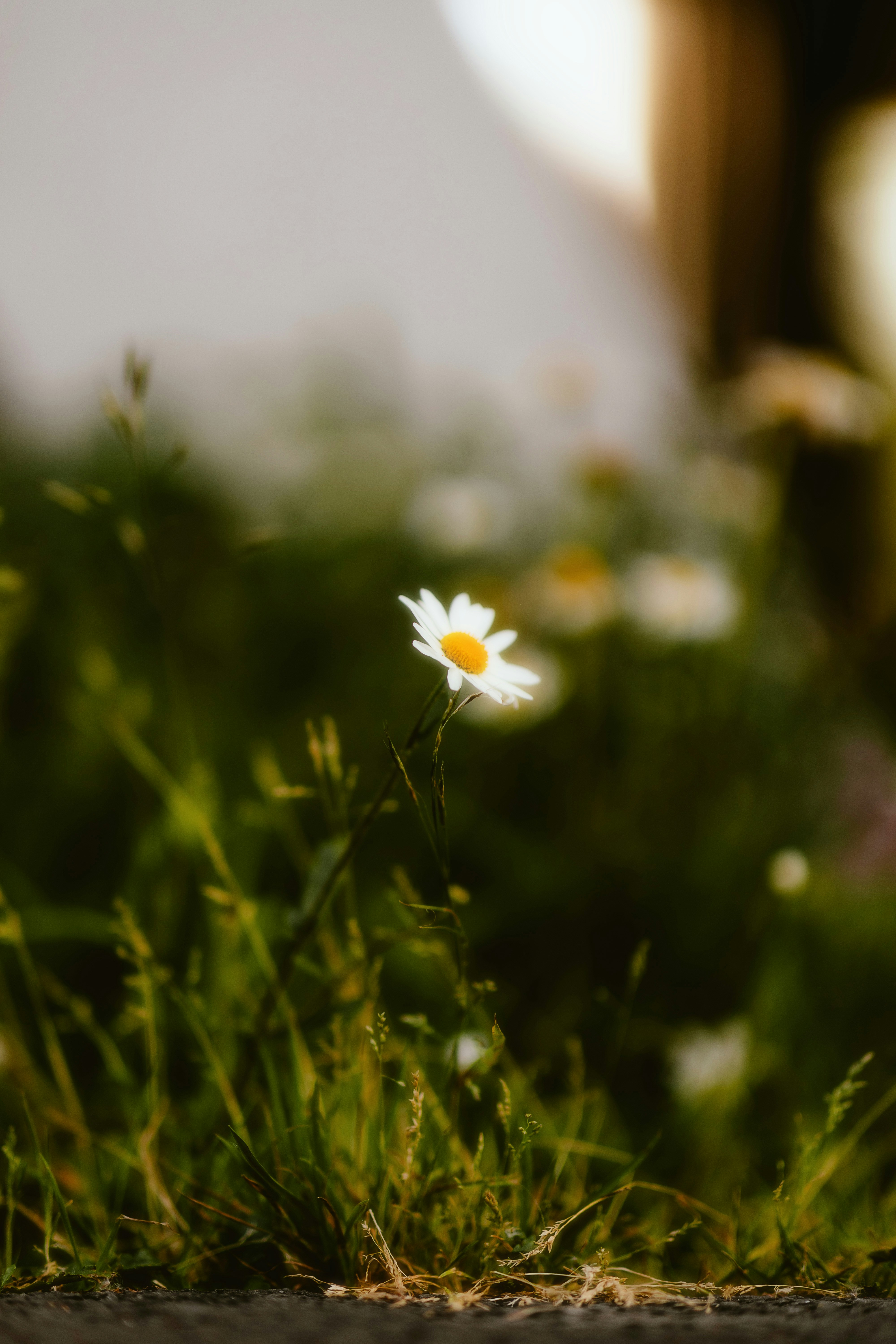 Photo by alingavriliuc