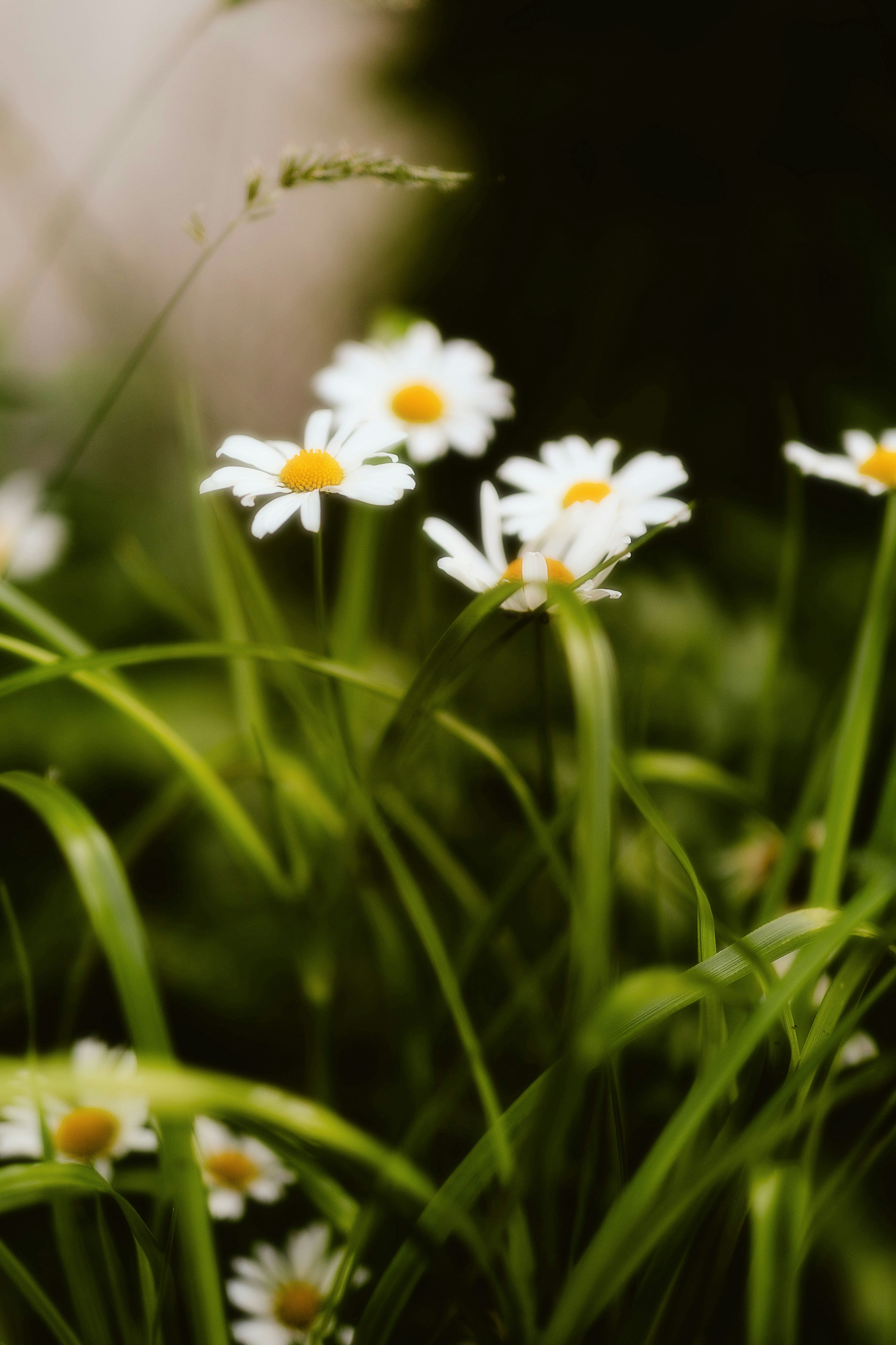 Photo by alingavriliuc