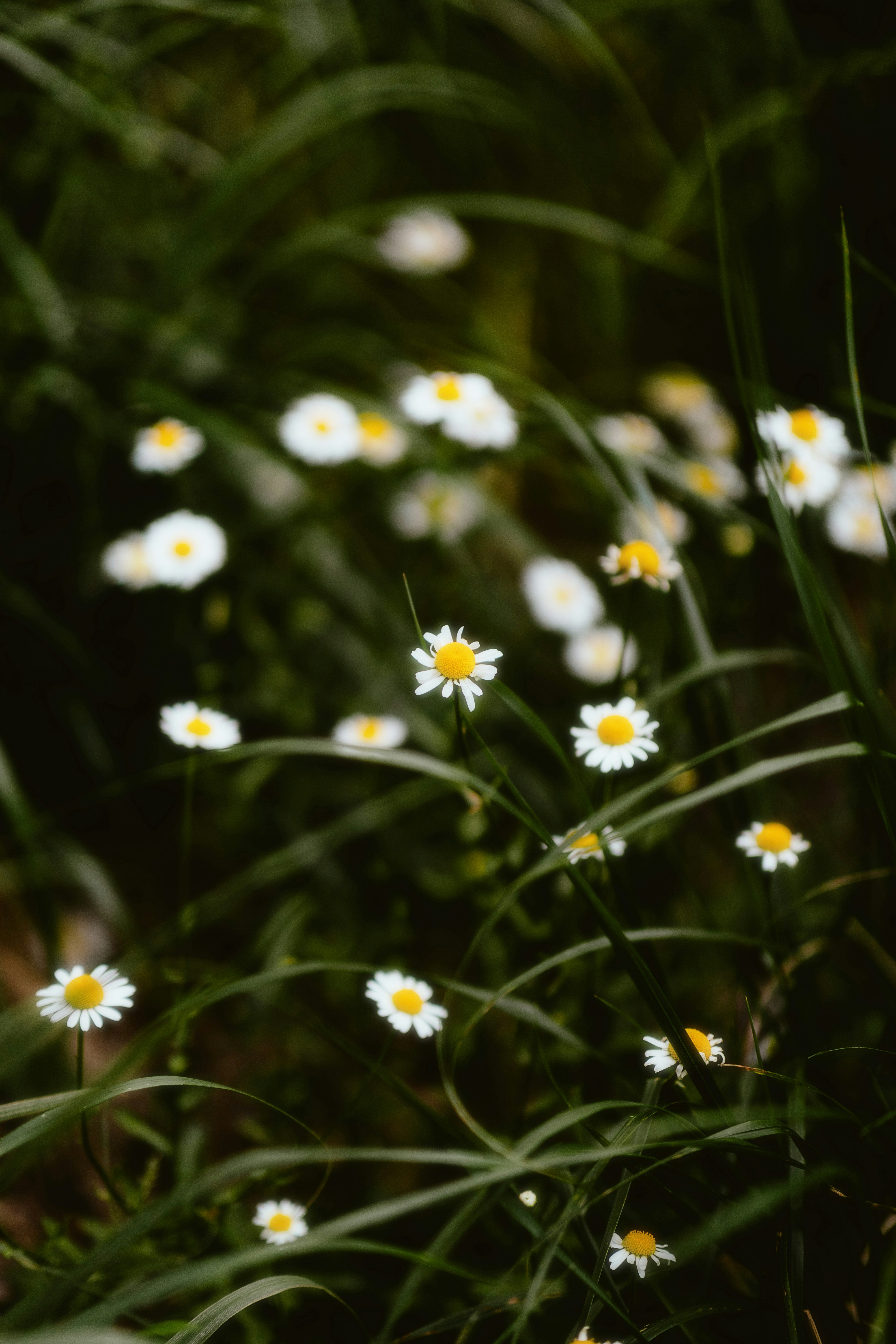 Photo by alingavriliuc