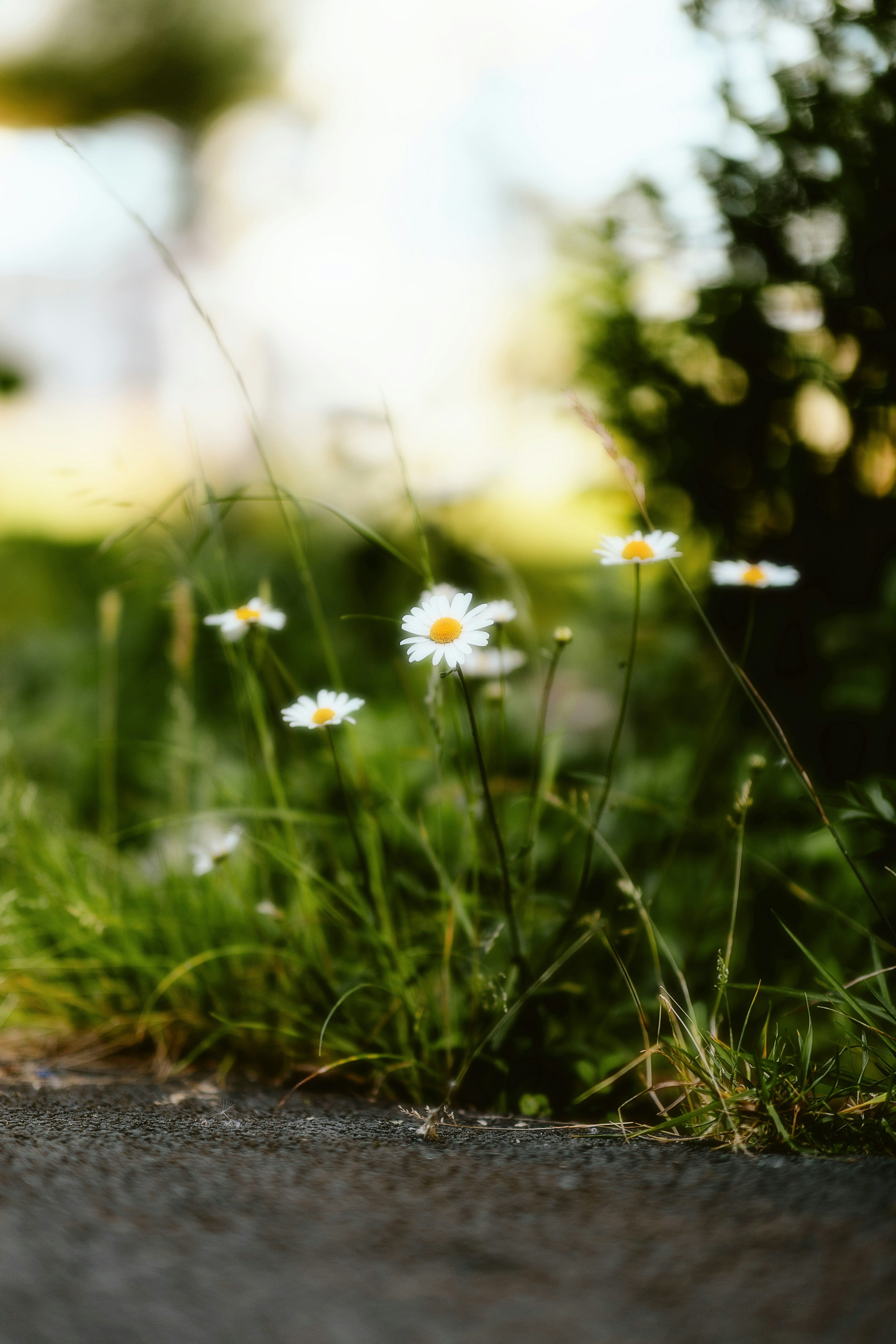 Photo by alingavriliuc