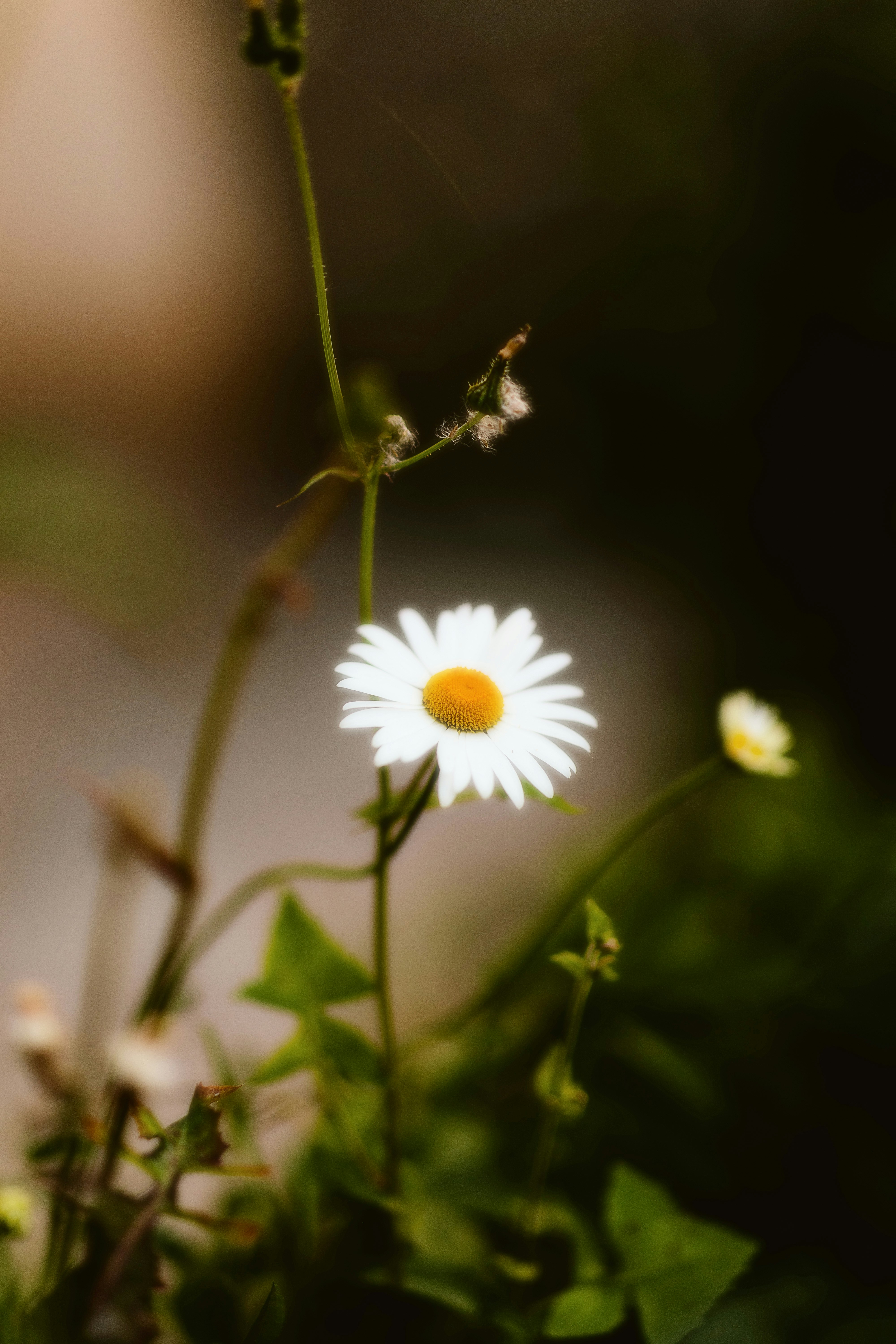 Photo by alingavriliuc