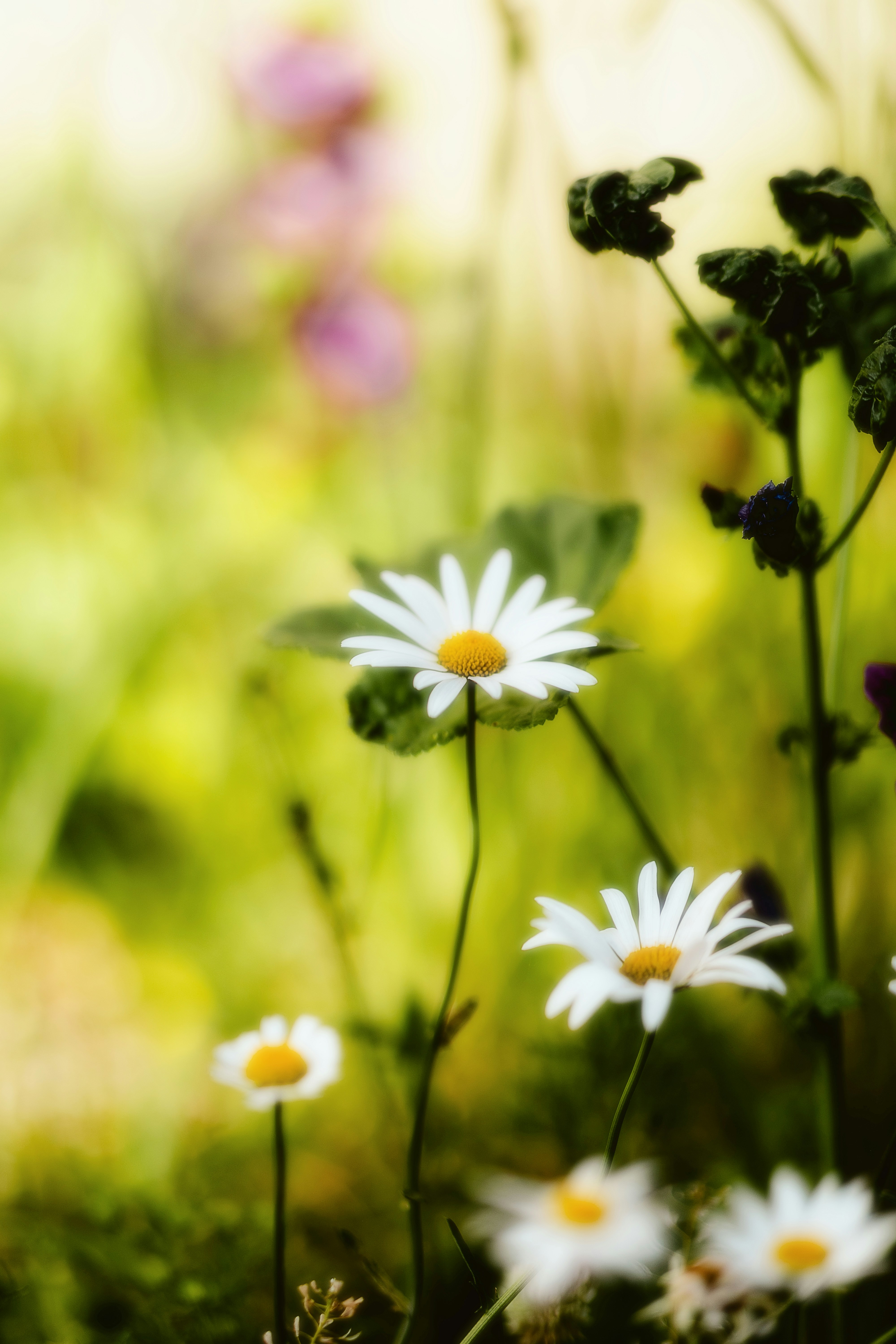 Photo by alingavriliuc