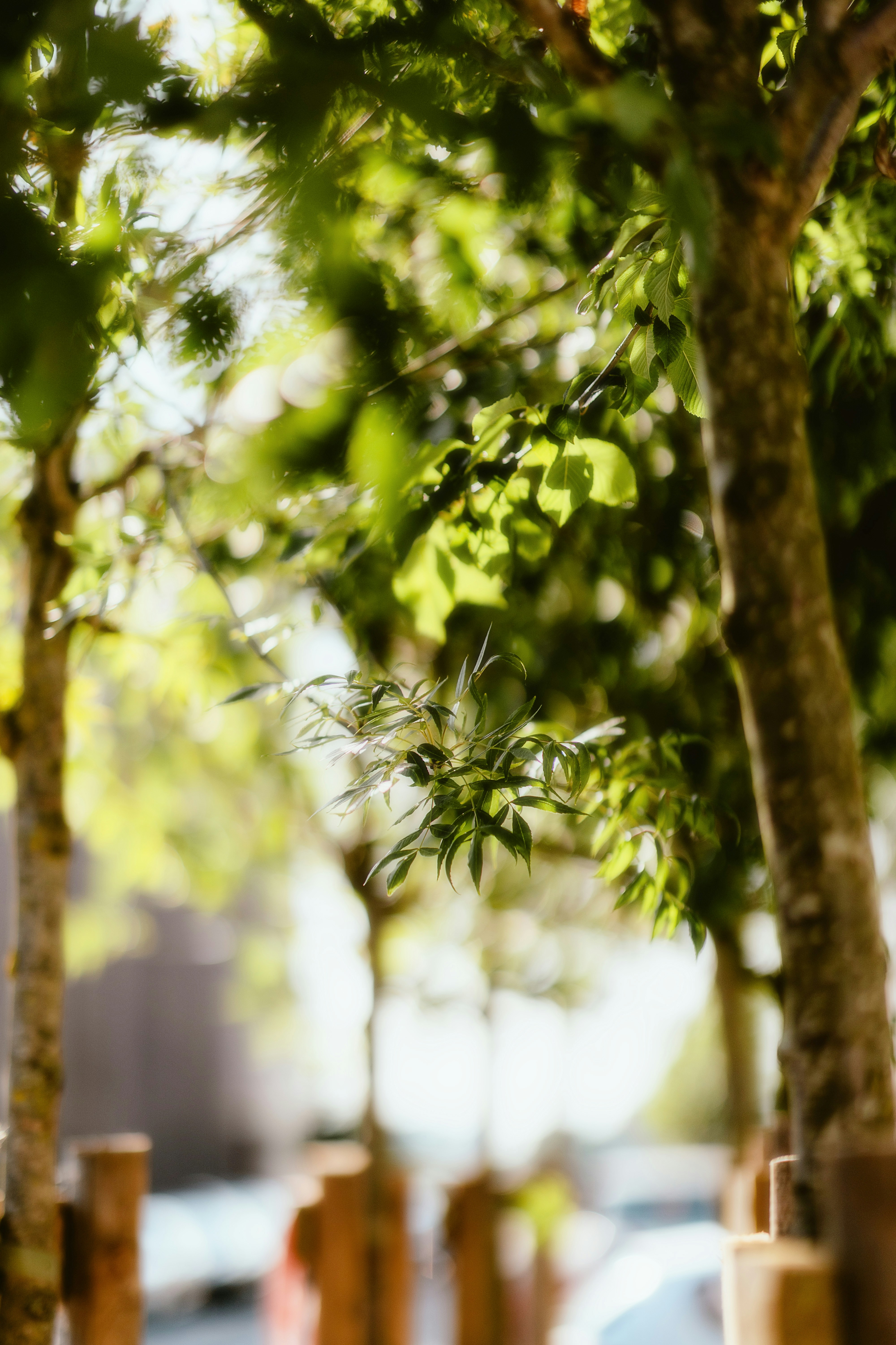 Photo by alingavriliuc