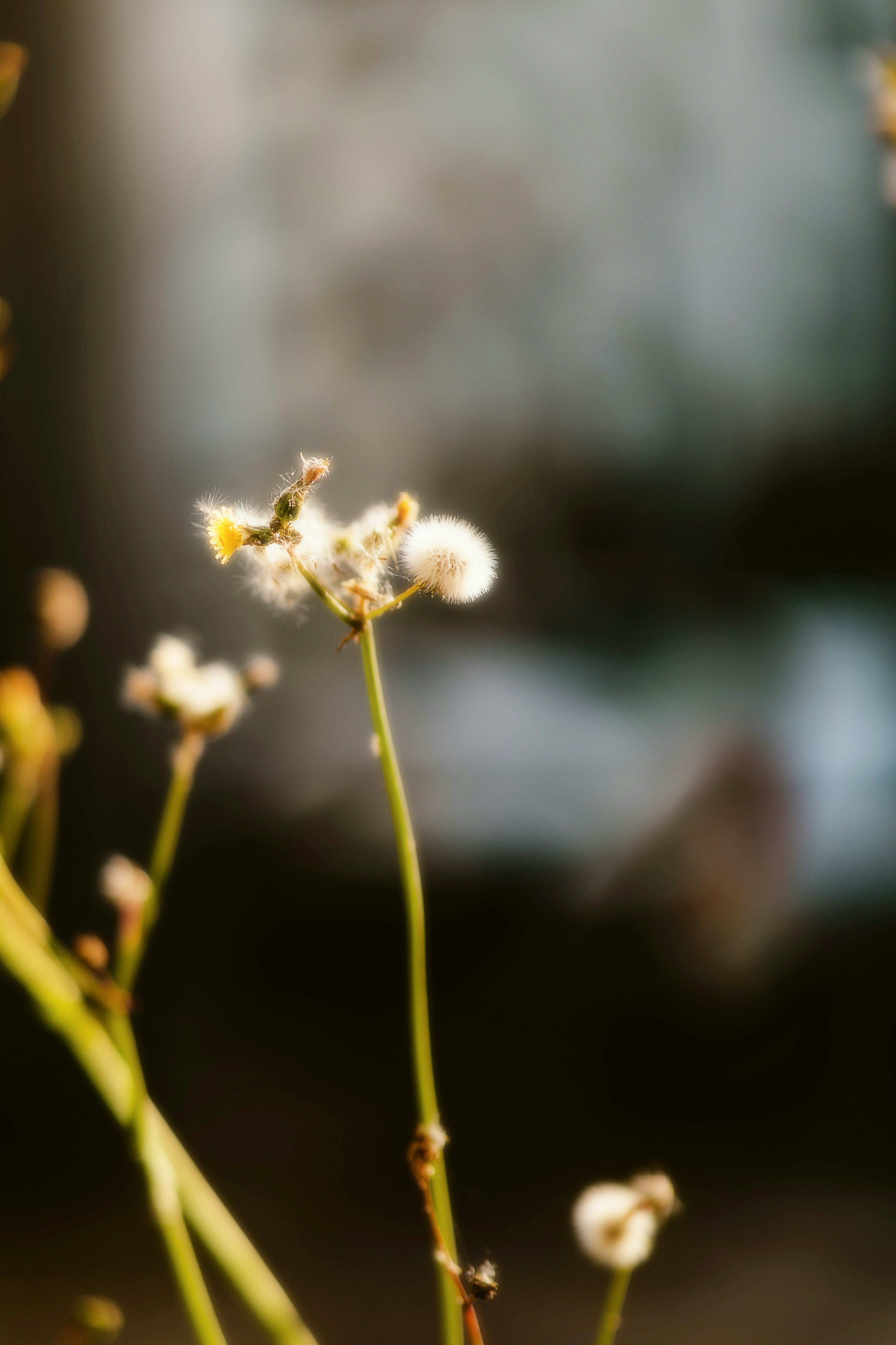 Photo by alingavriliuc