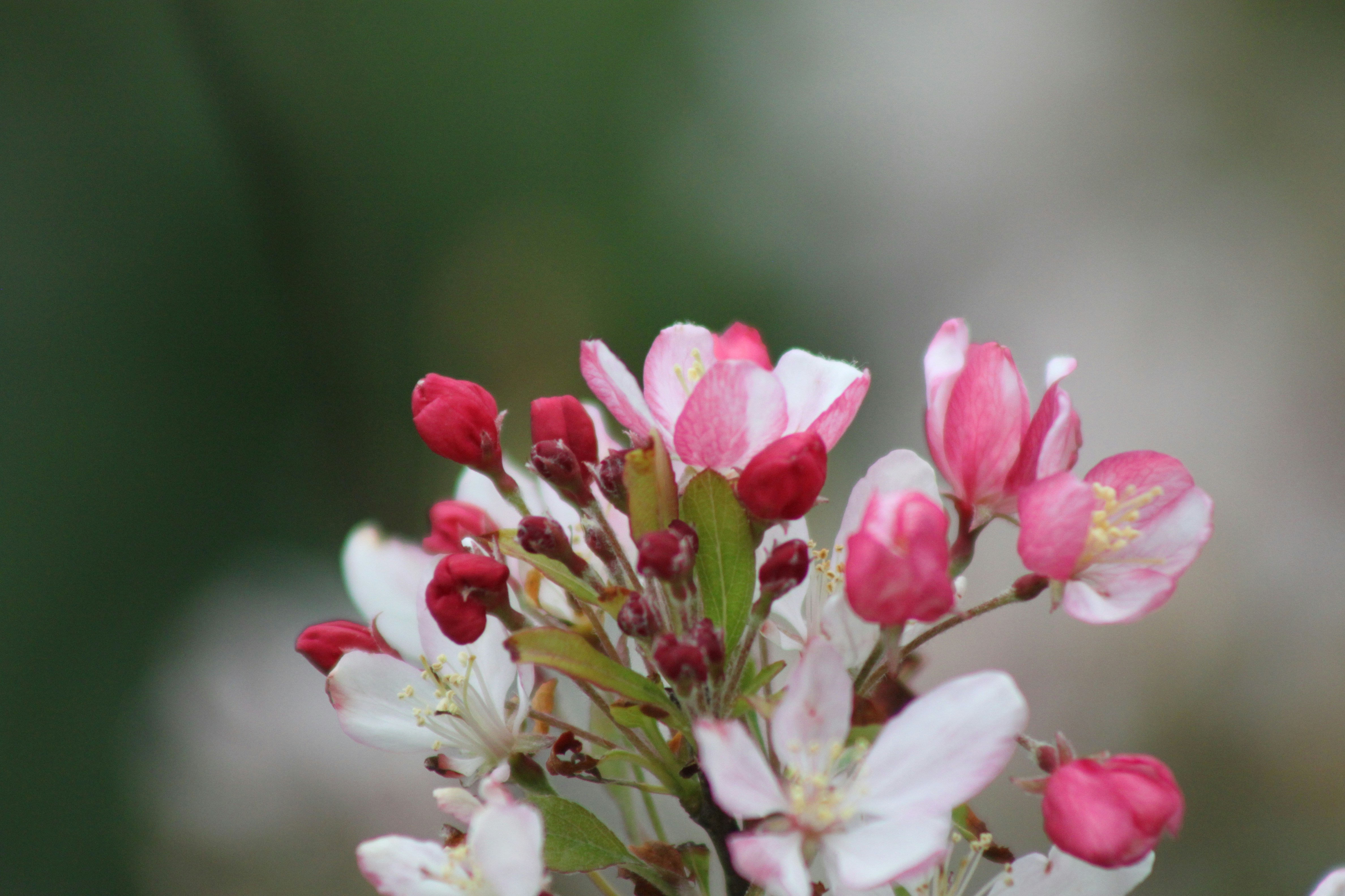 Photo by rubyphotography