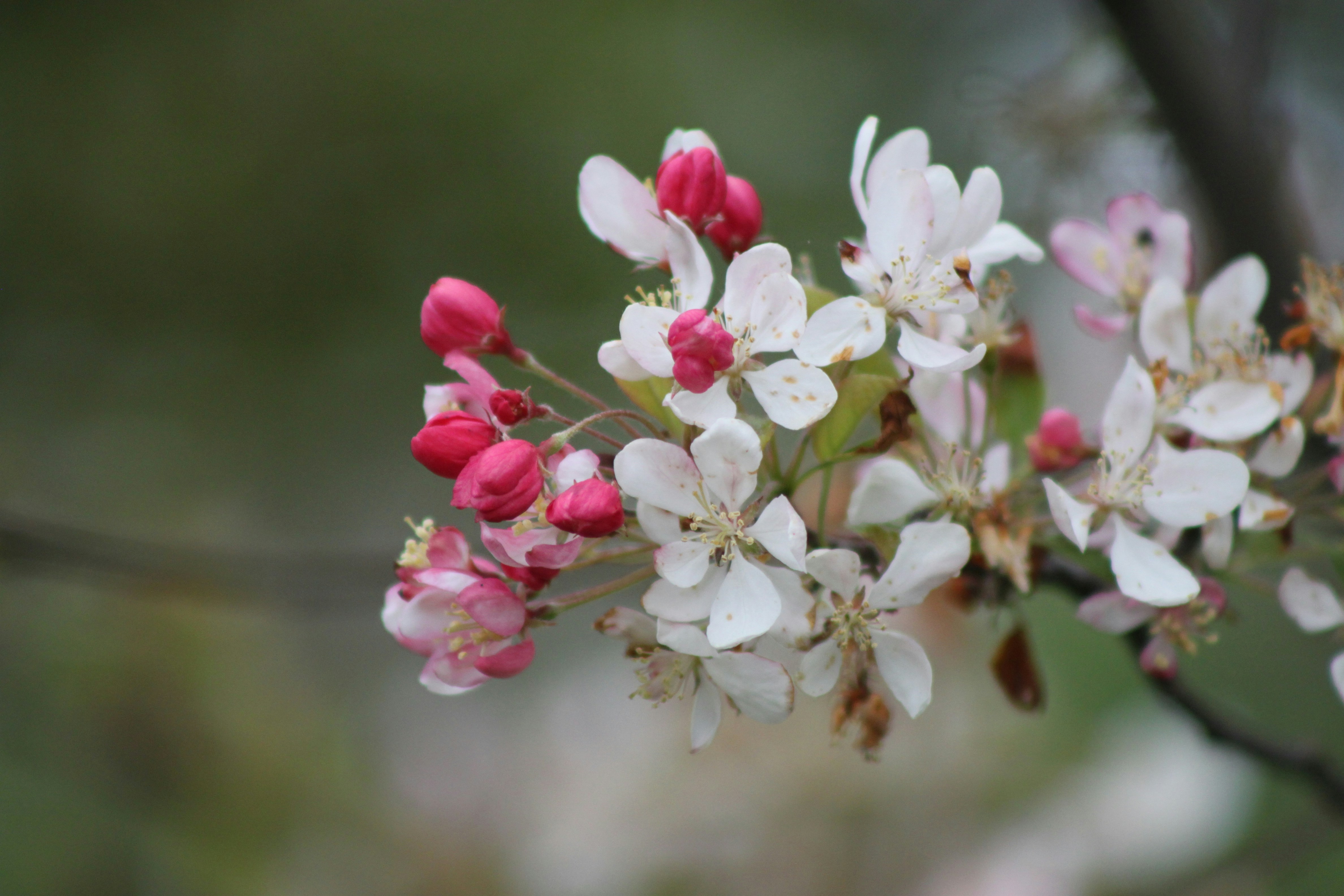 Photo by rubyphotography