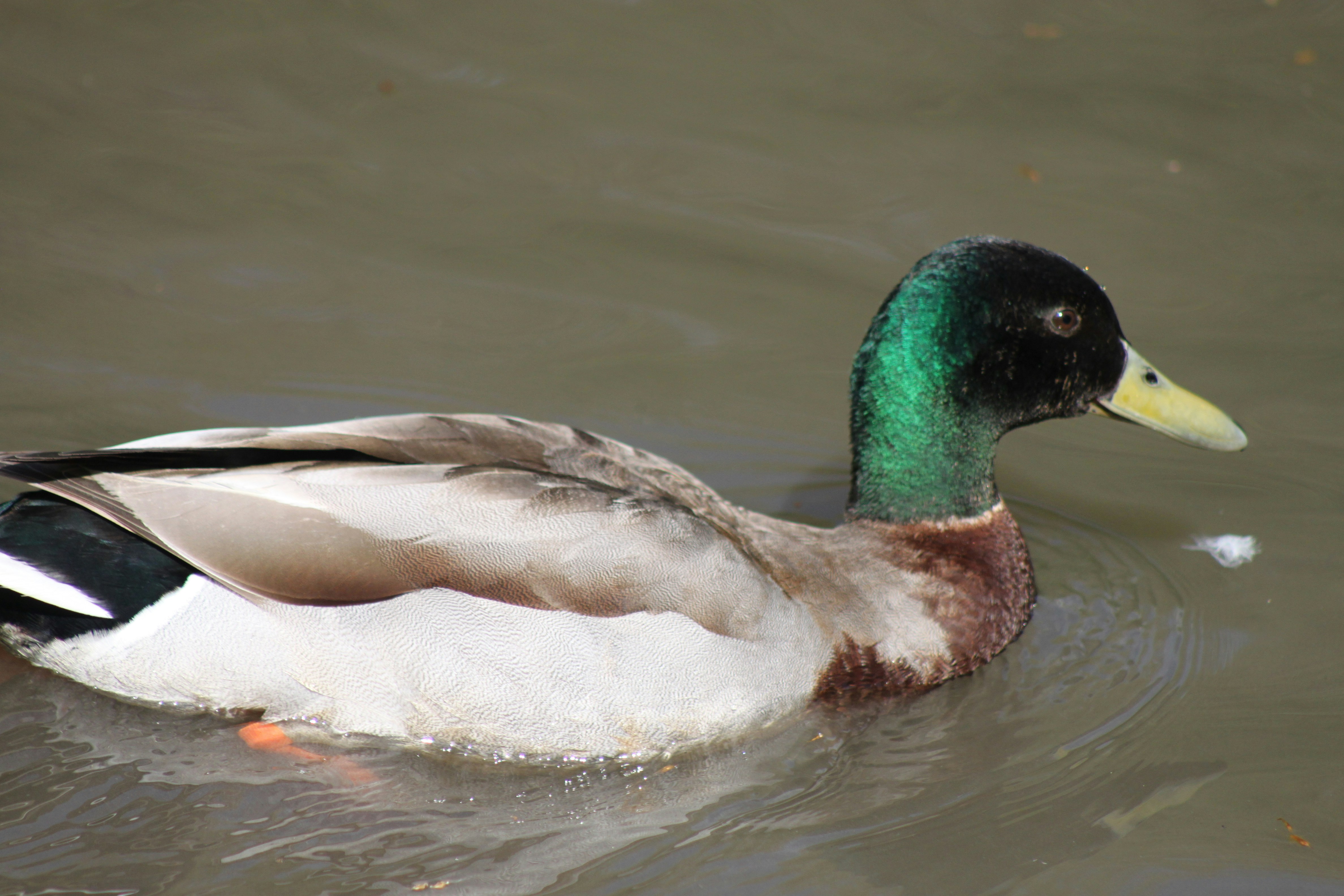 Photo by rubyphotography