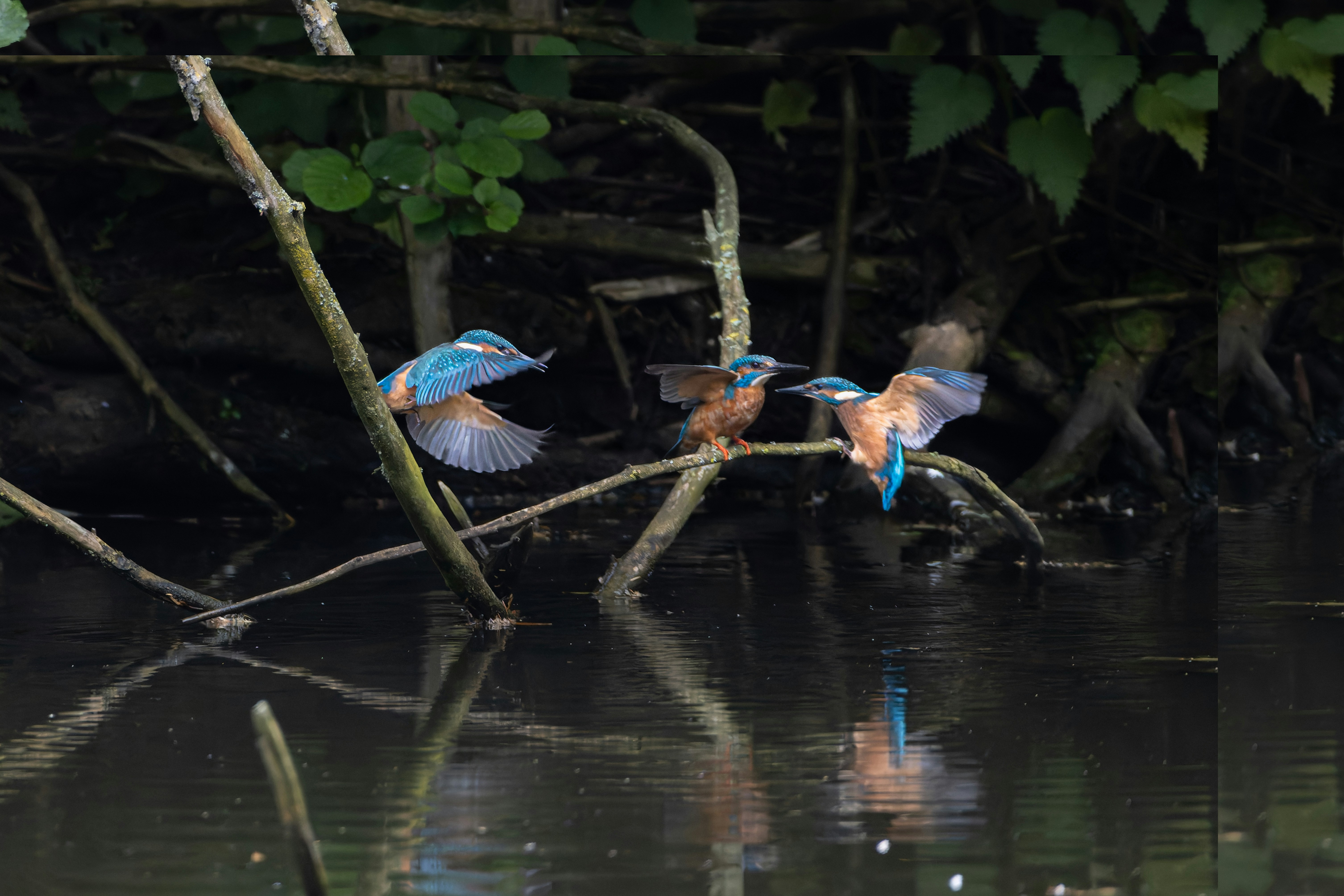 Photo by siegfriedpoepperl