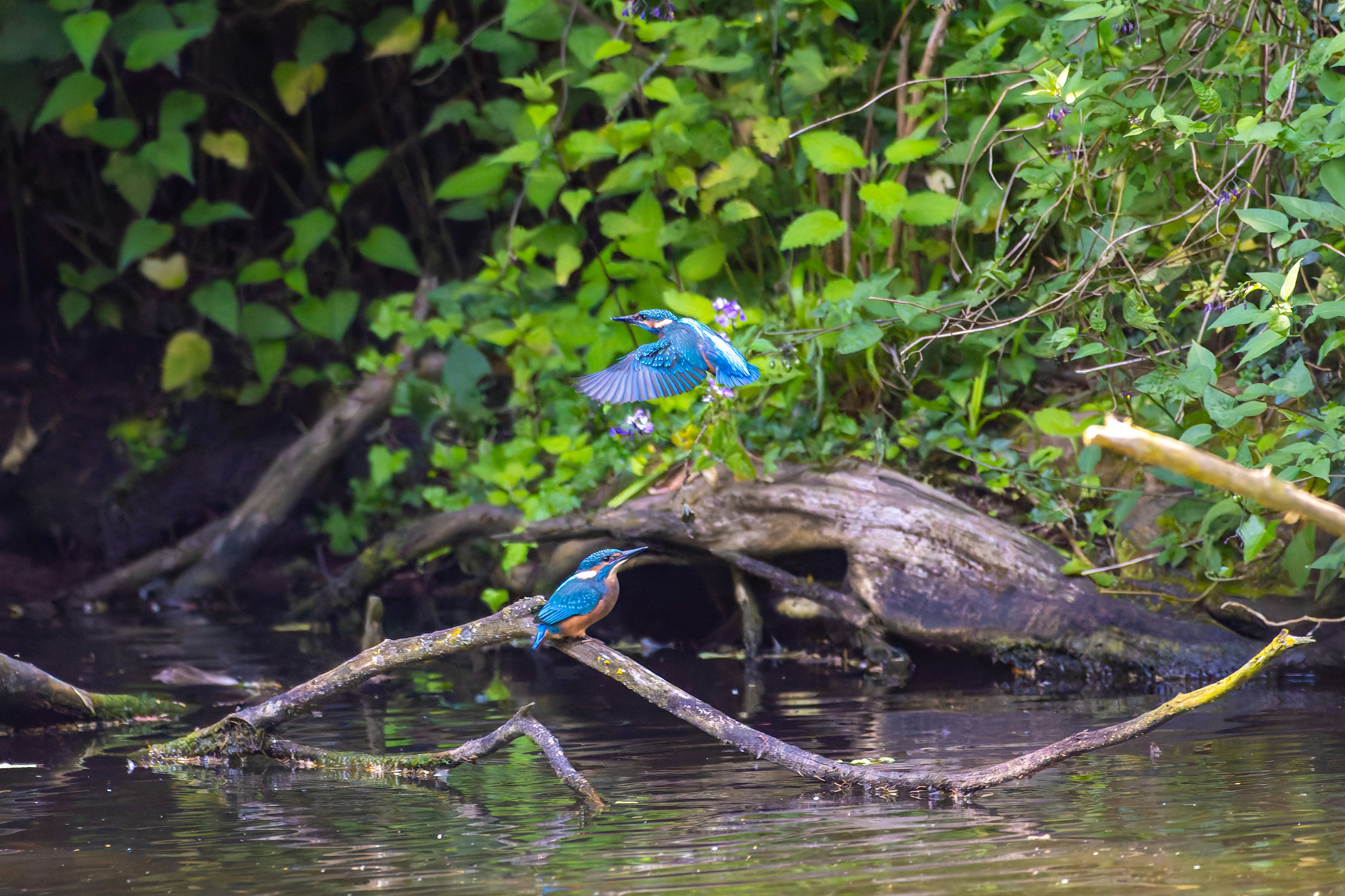 Photo by siegfriedpoepperl