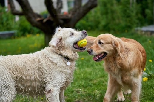 two dogs playing with a tennis ball in the grass