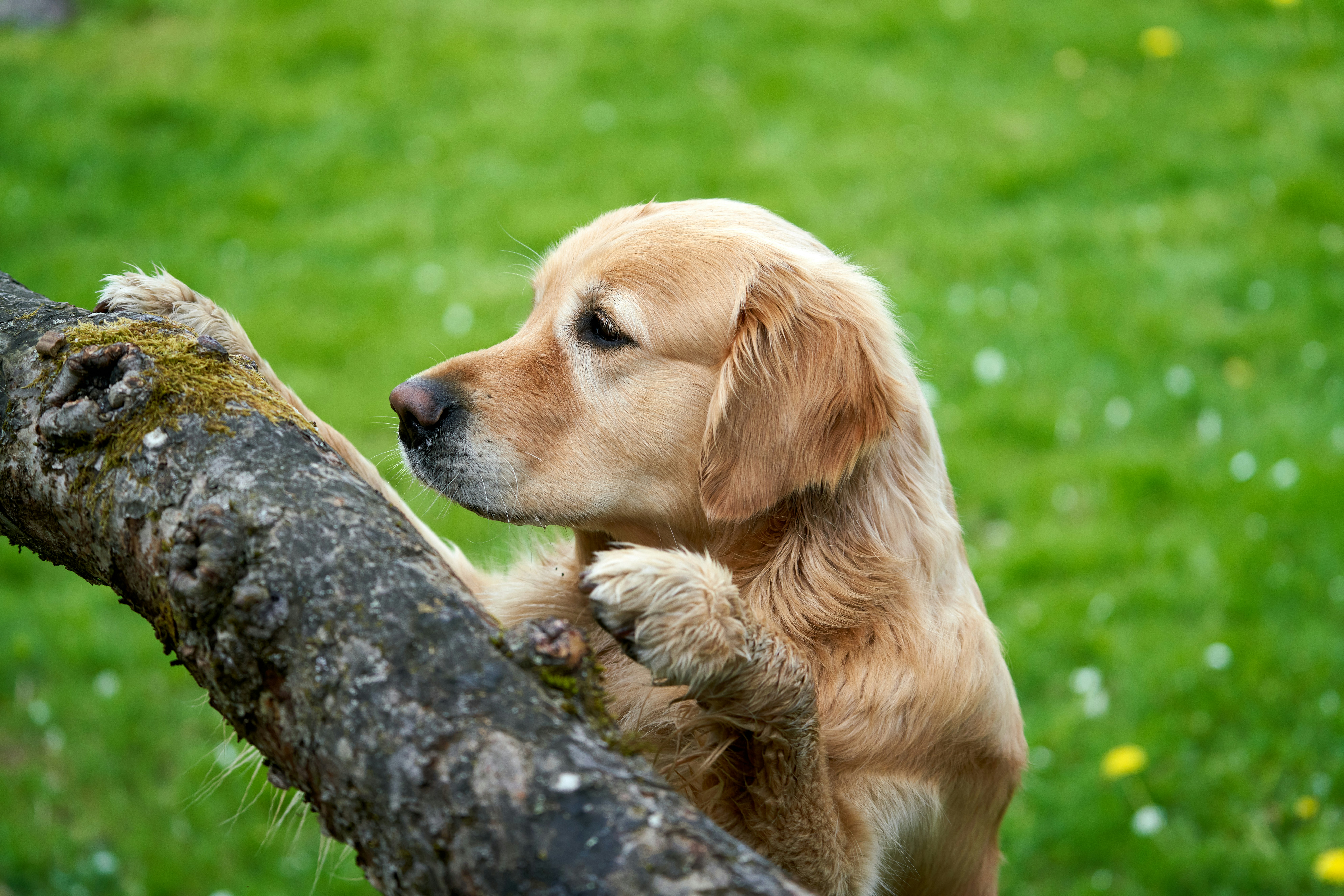 a dog that is leaning on a tree branch