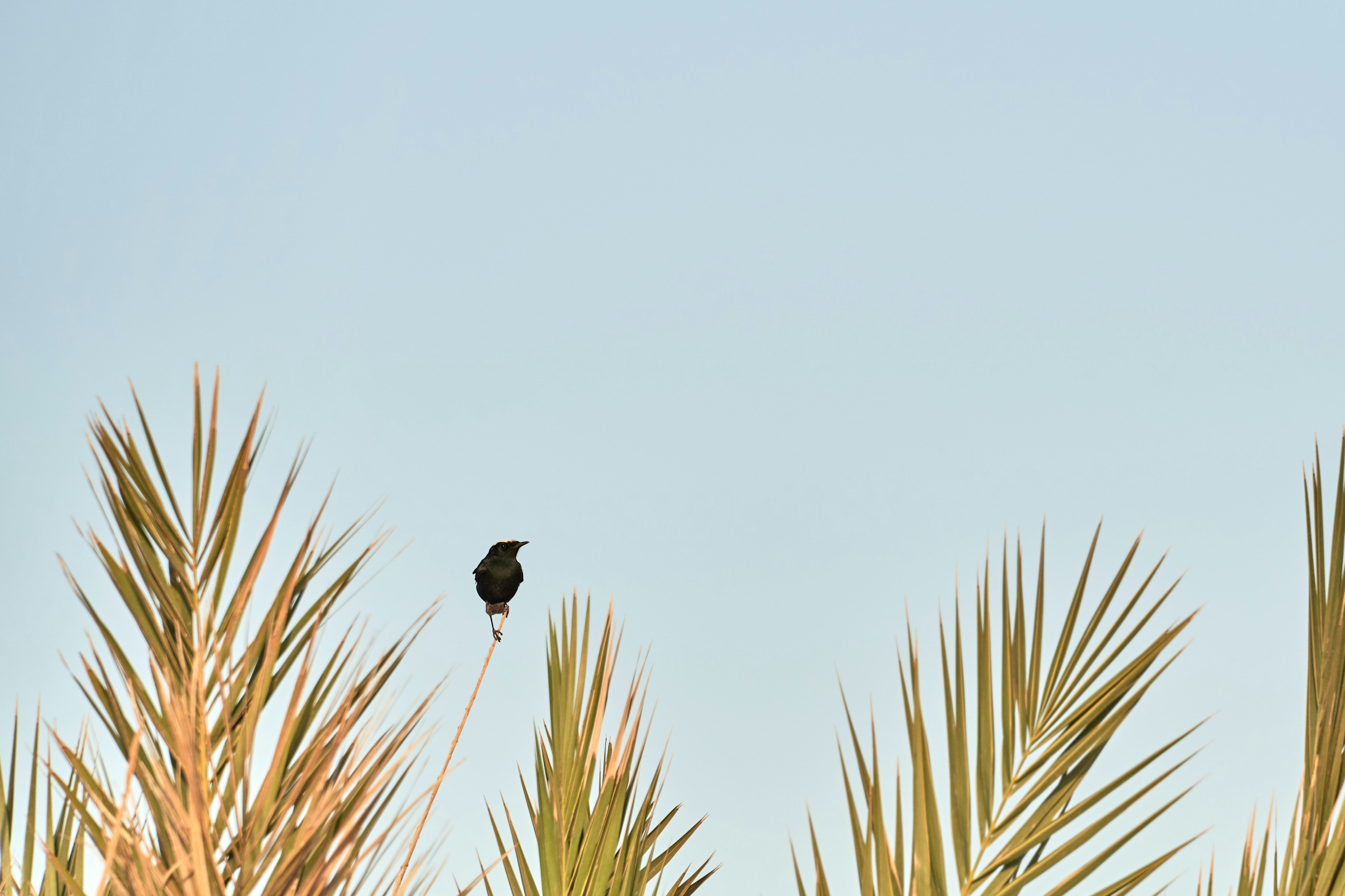 Photo by wolfgang_hasselmann