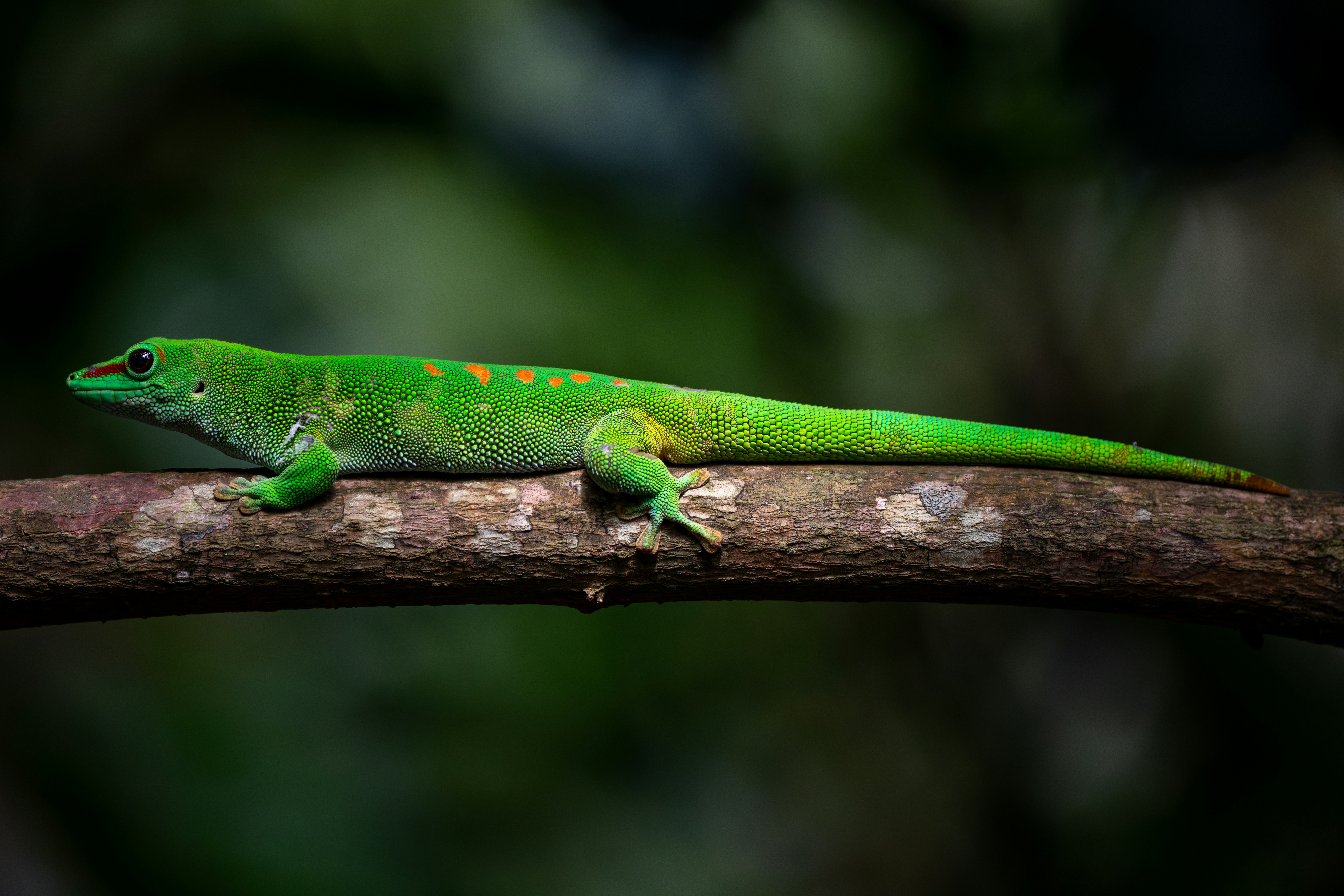 Photo by philipp_dice