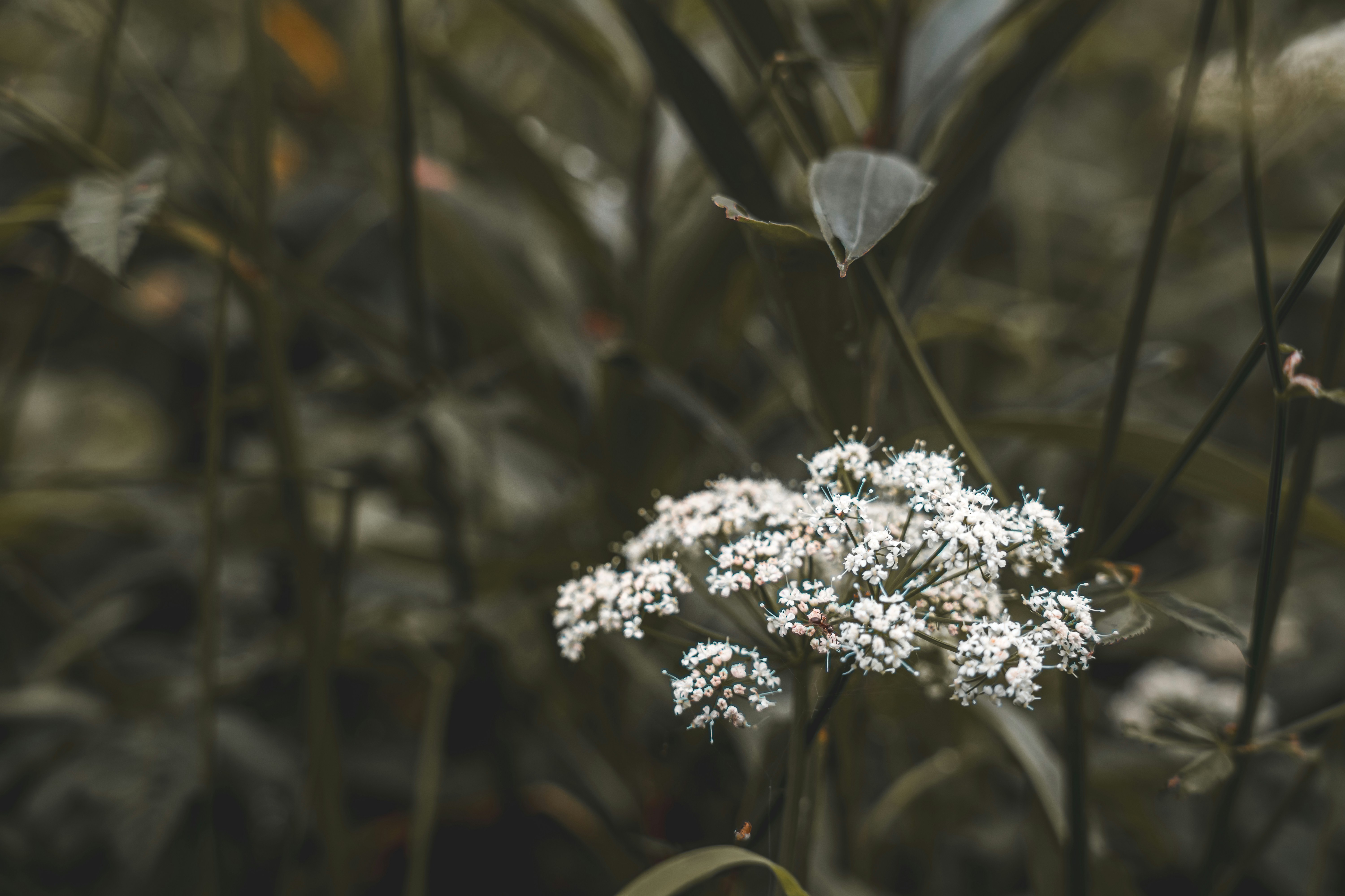 Photo by wojtekpaczes