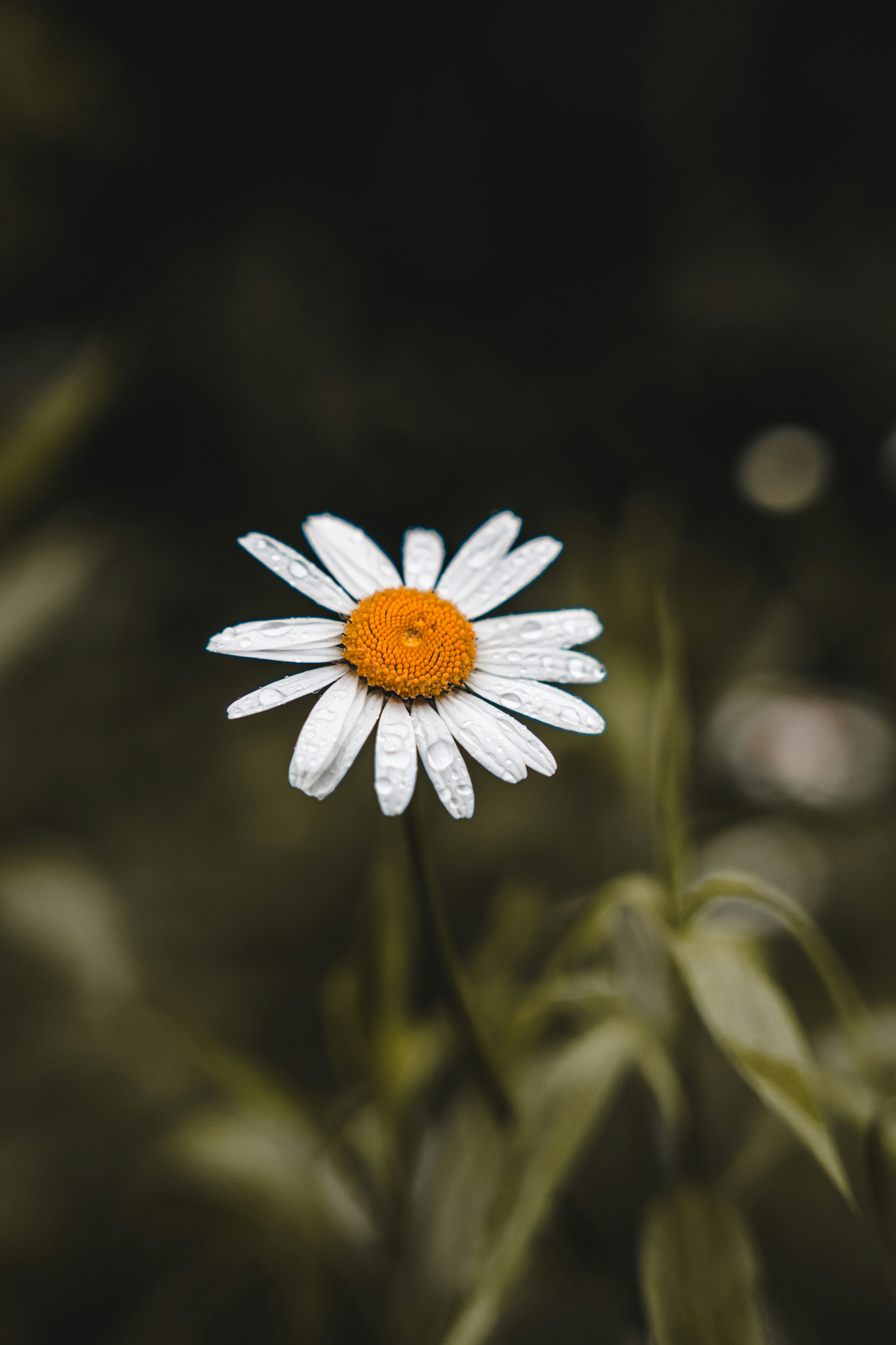 Photo by wojtekpaczes