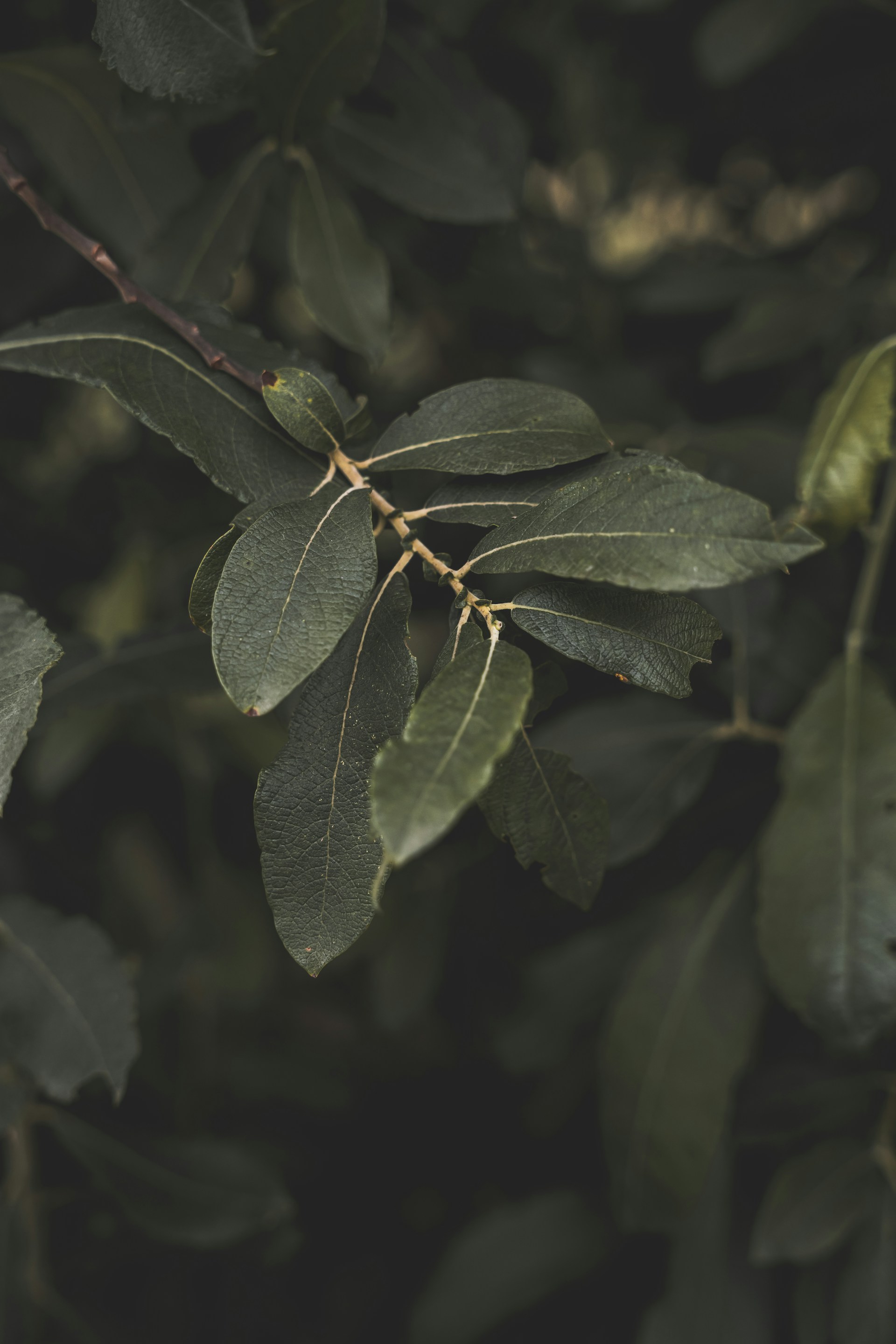 a branch of a tree with green leaves