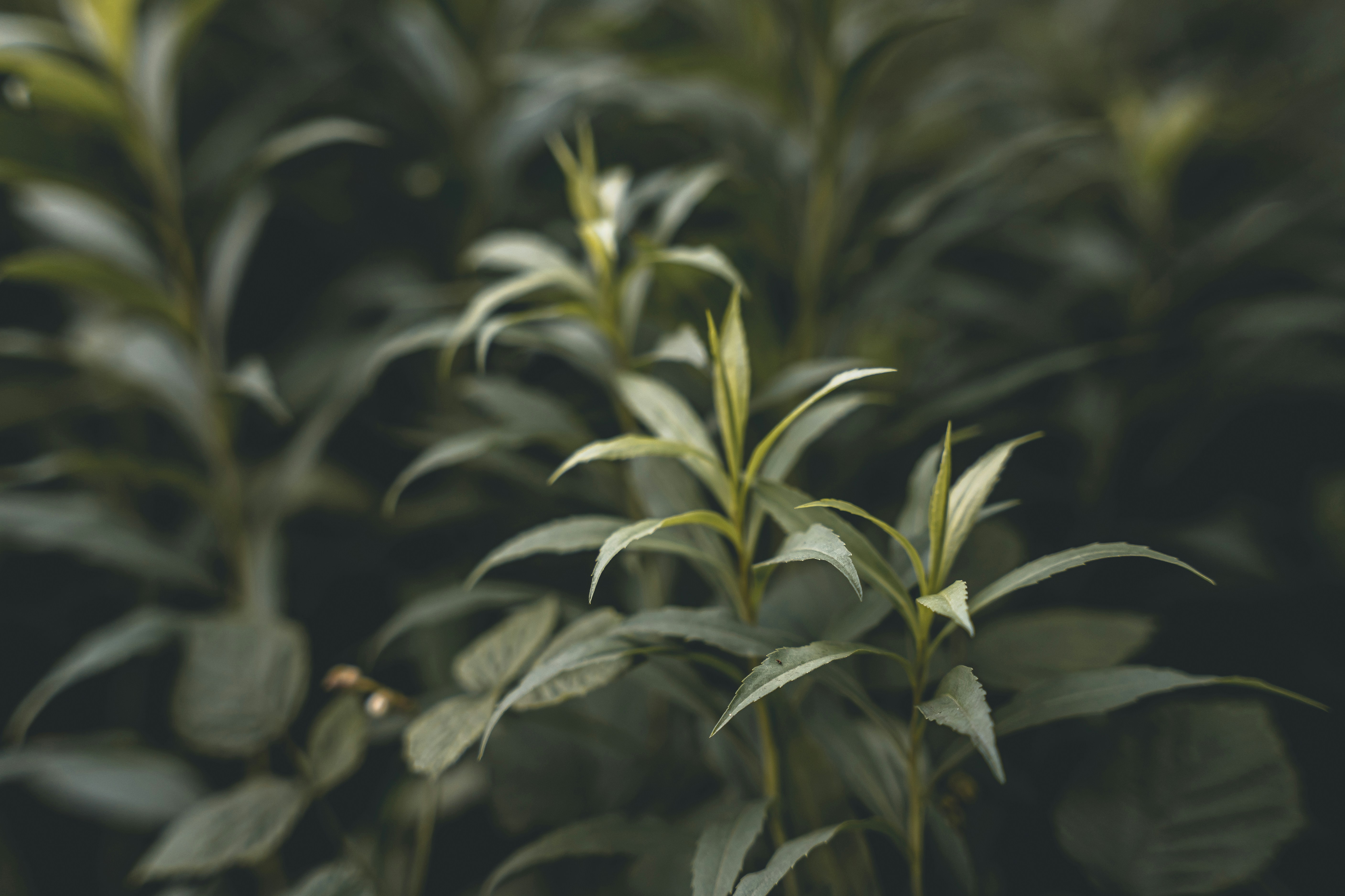 Photo by wojtekpaczes