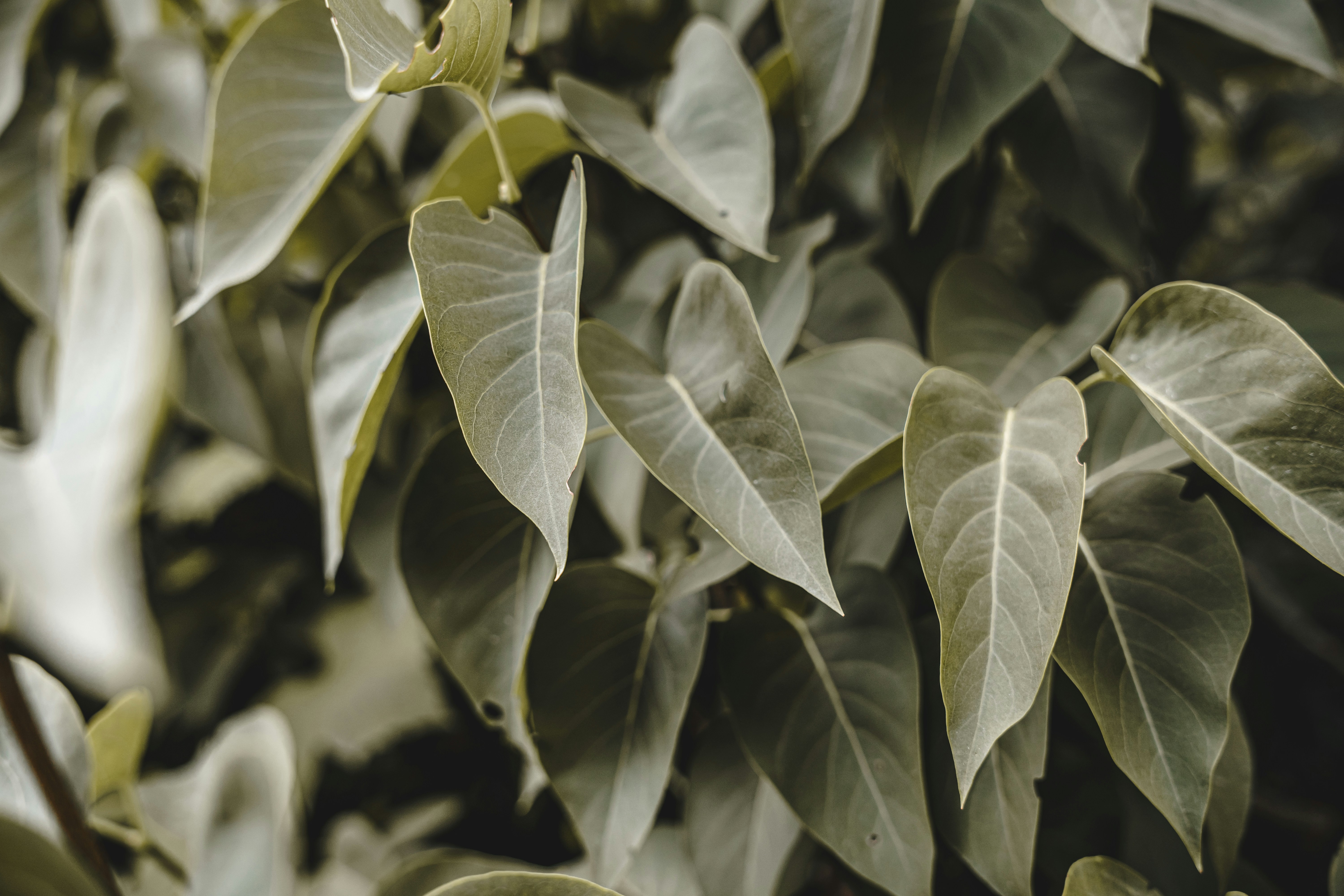 Photo by wojtekpaczes