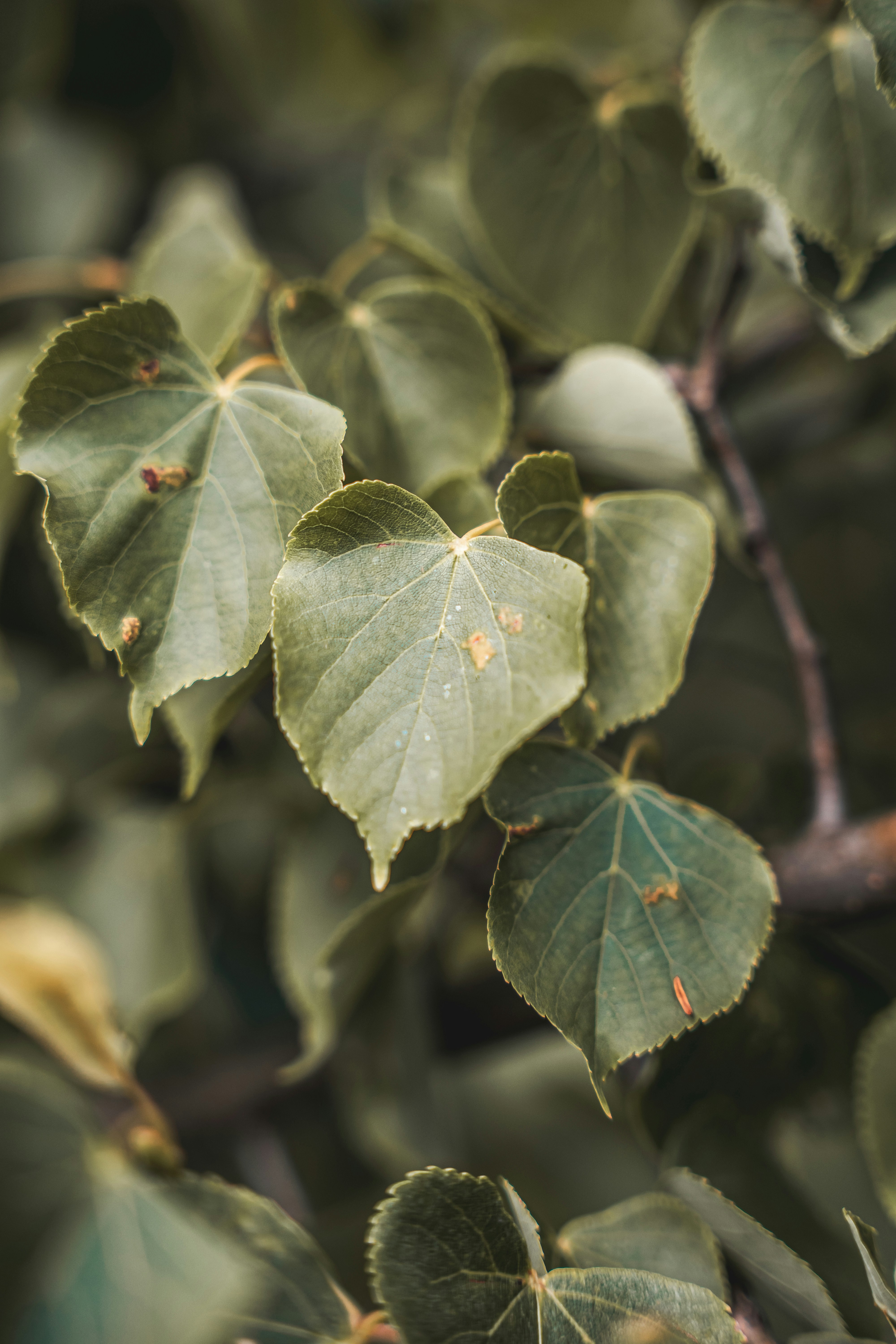 Photo by wojtekpaczes