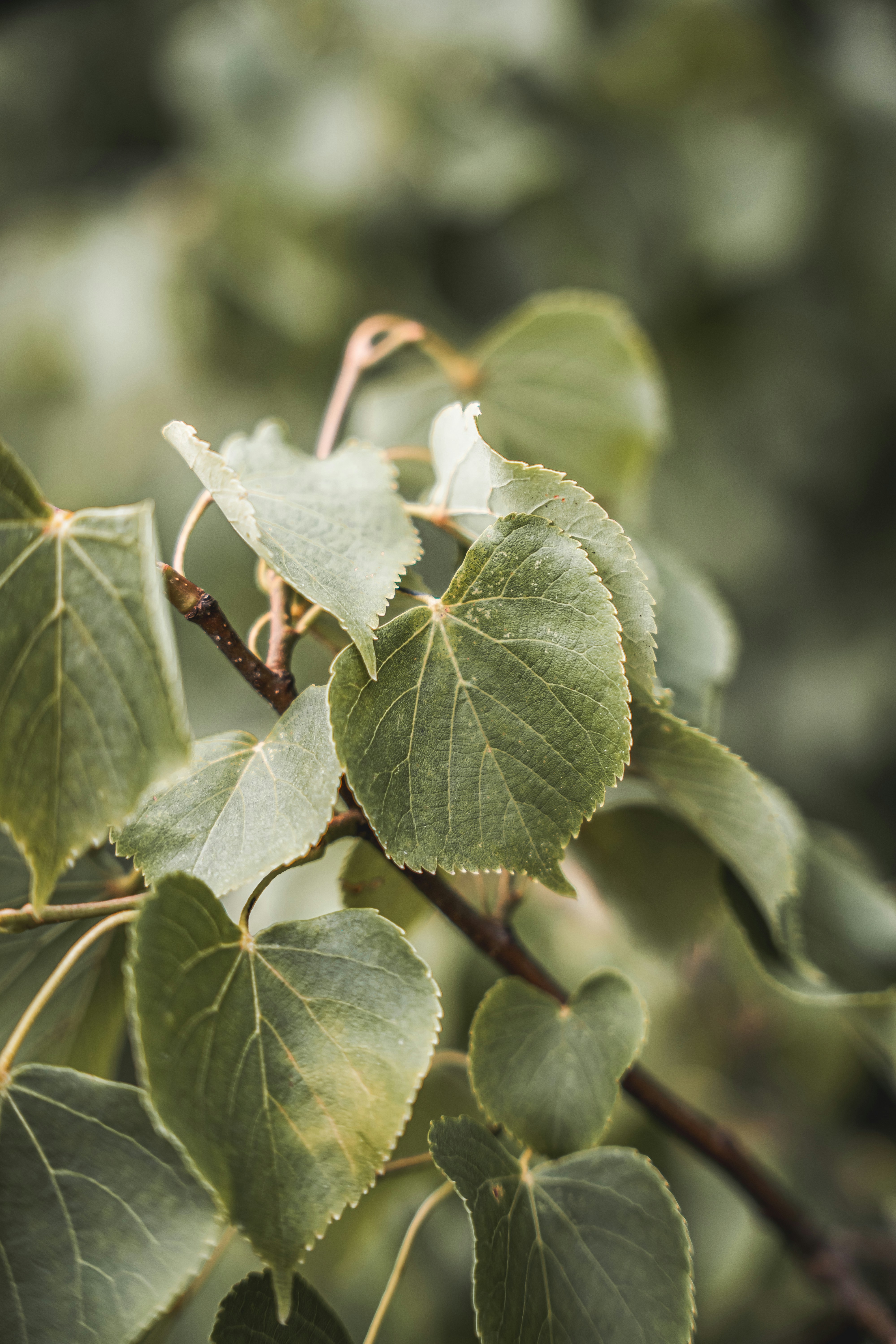 Photo by wojtekpaczes