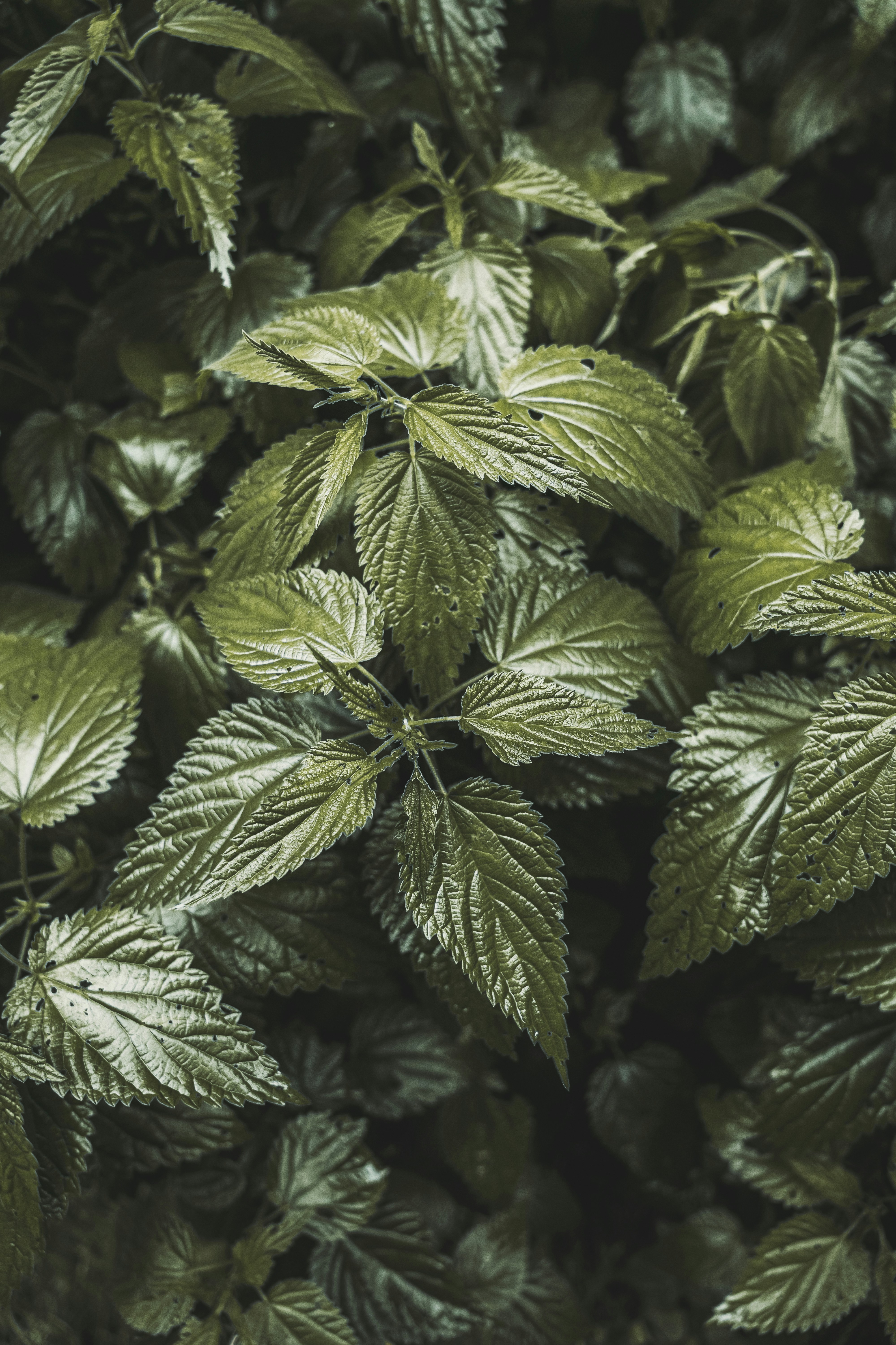 Photo by wojtekpaczes