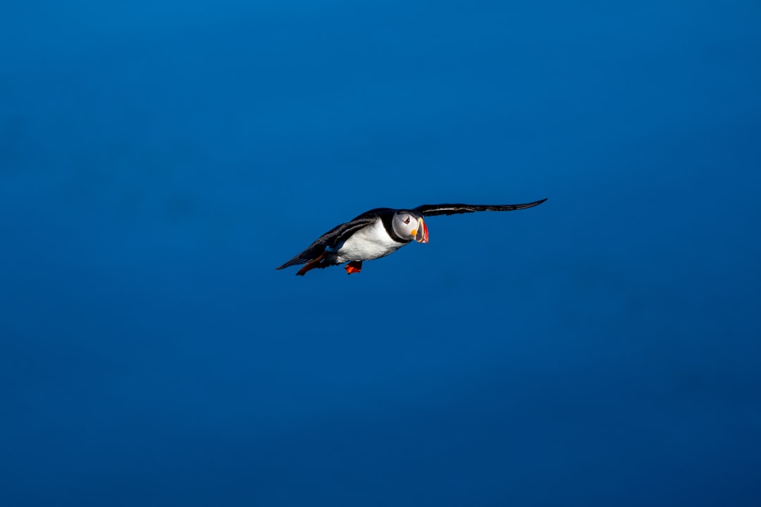 a black and white bird flying through a blue sky, Flying Puffin