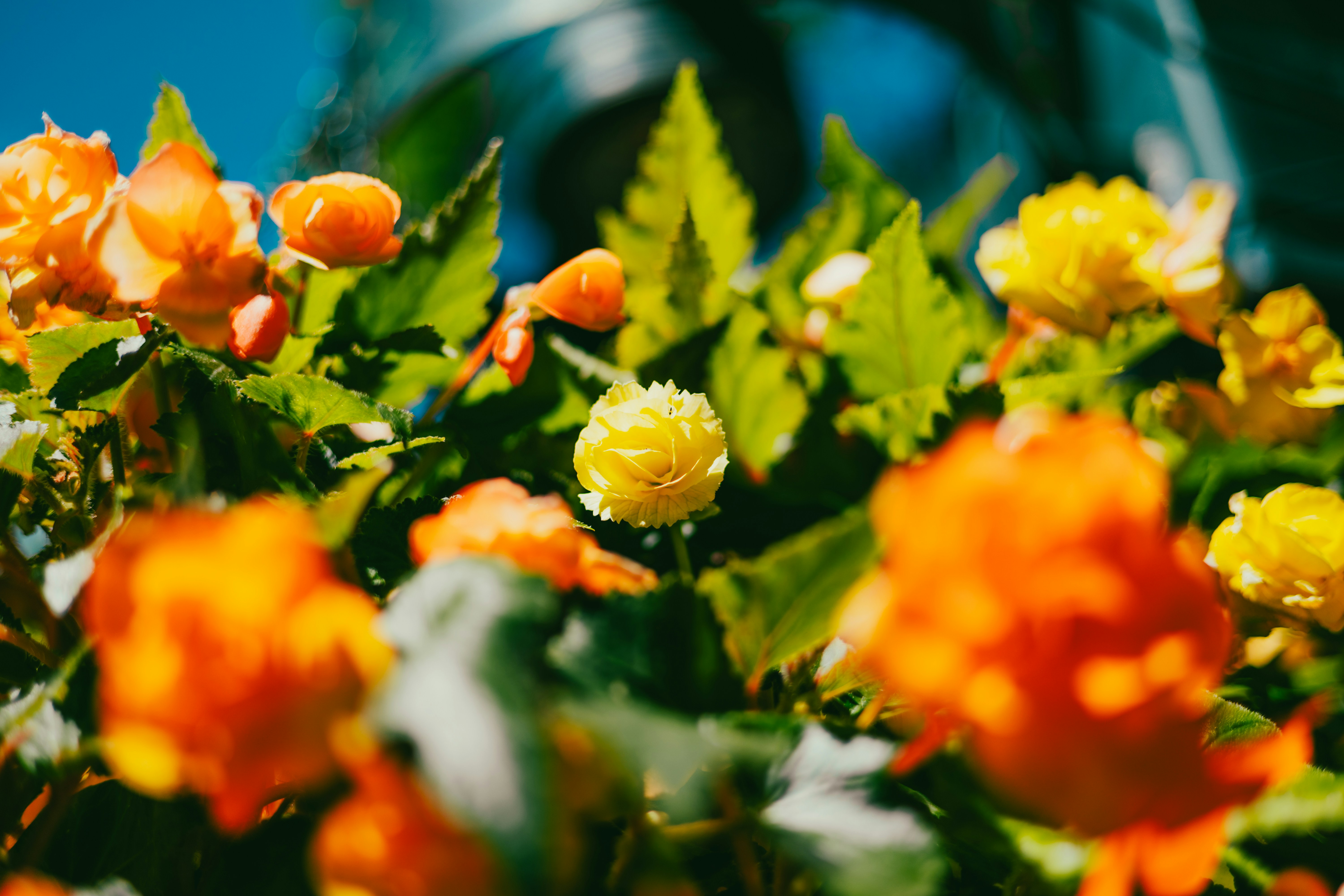 Photo by harrydhindsa