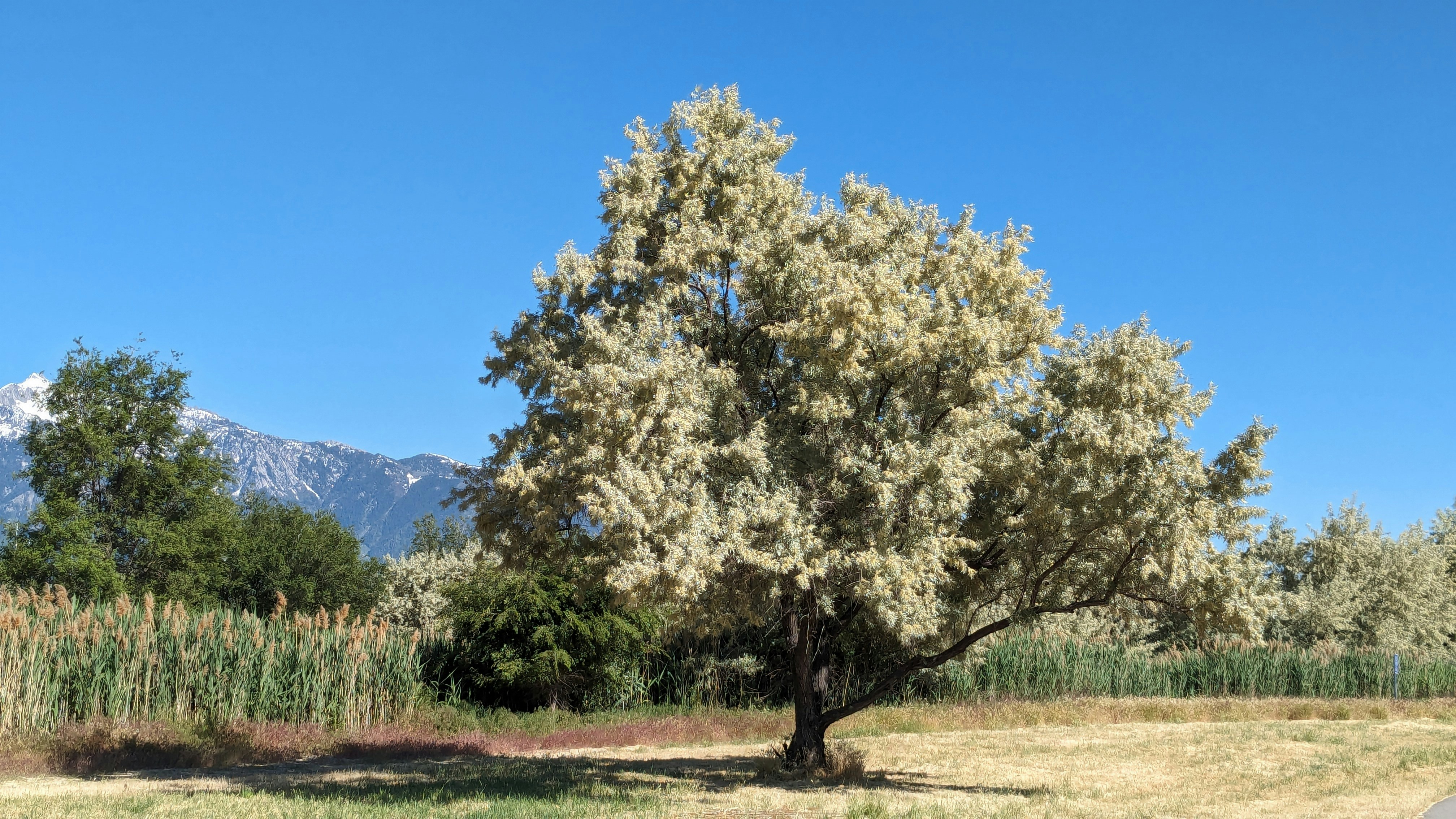 Max Holloway vs Charles Oliveira UFC 326: Heartfelt Wishes