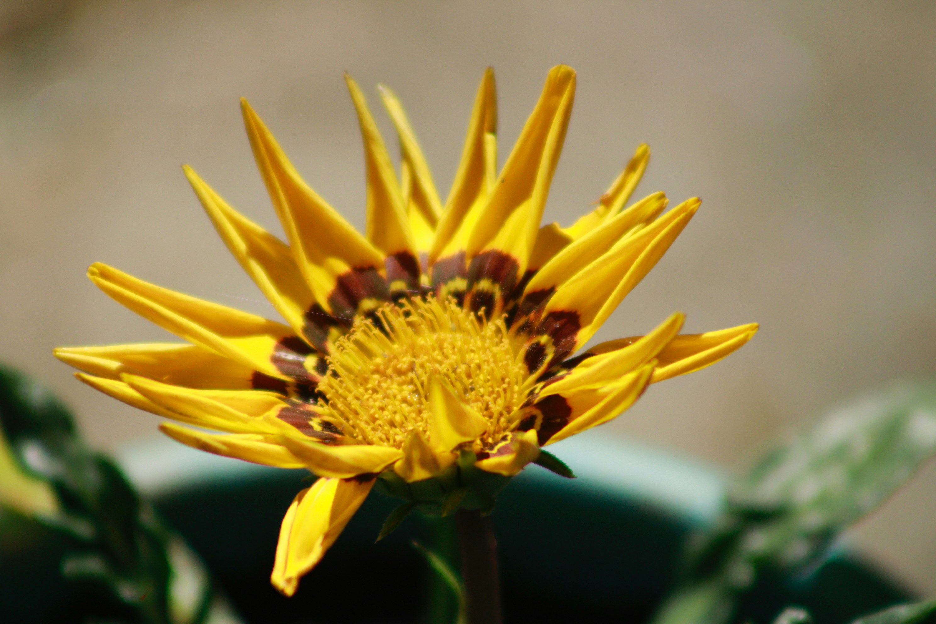 Photo by lisa_duqlaw