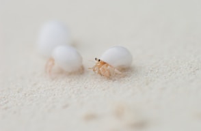 a group of tiny white bugs sitting on top of a white surface