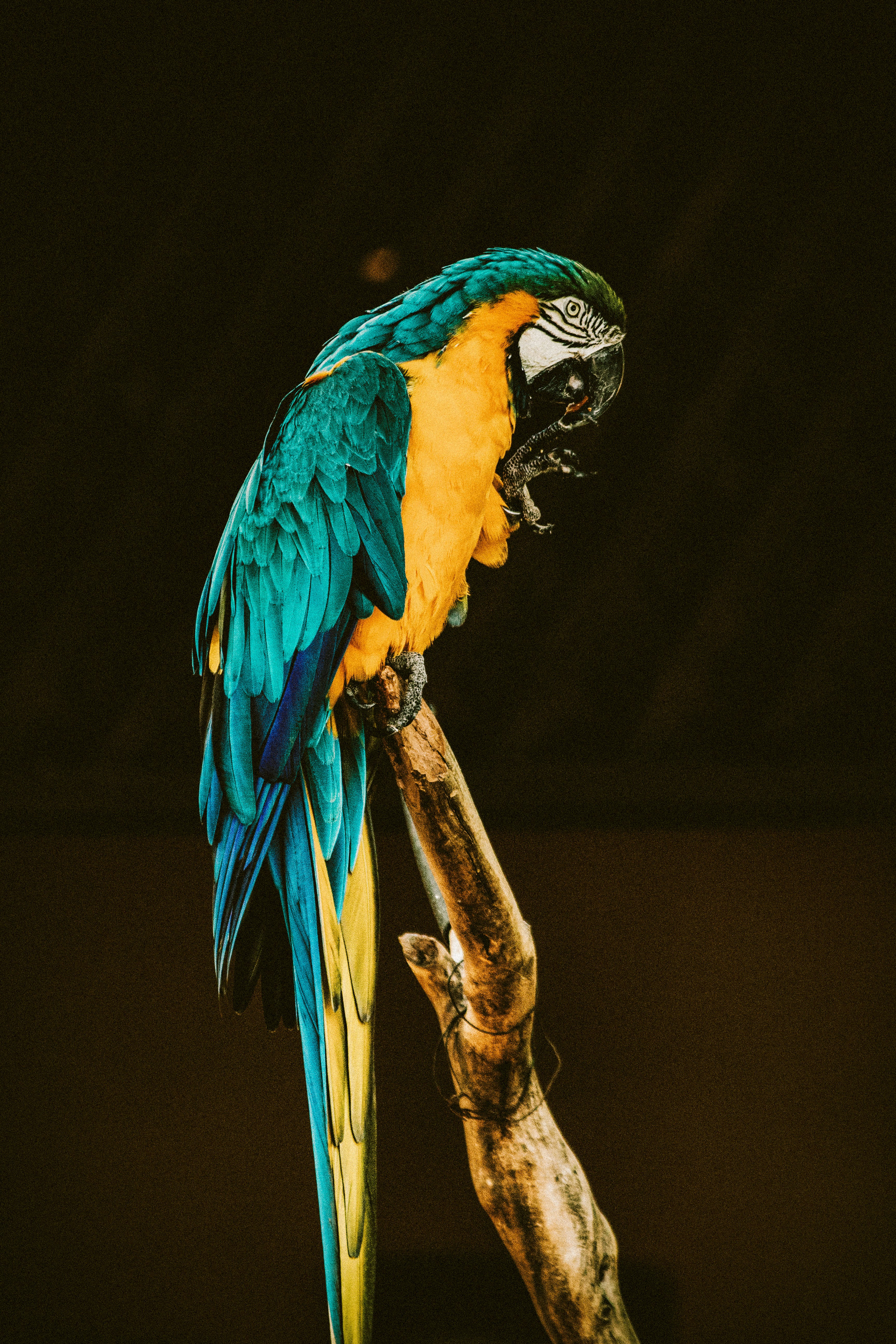 a blue and yellow parrot perched on top of a tree branch