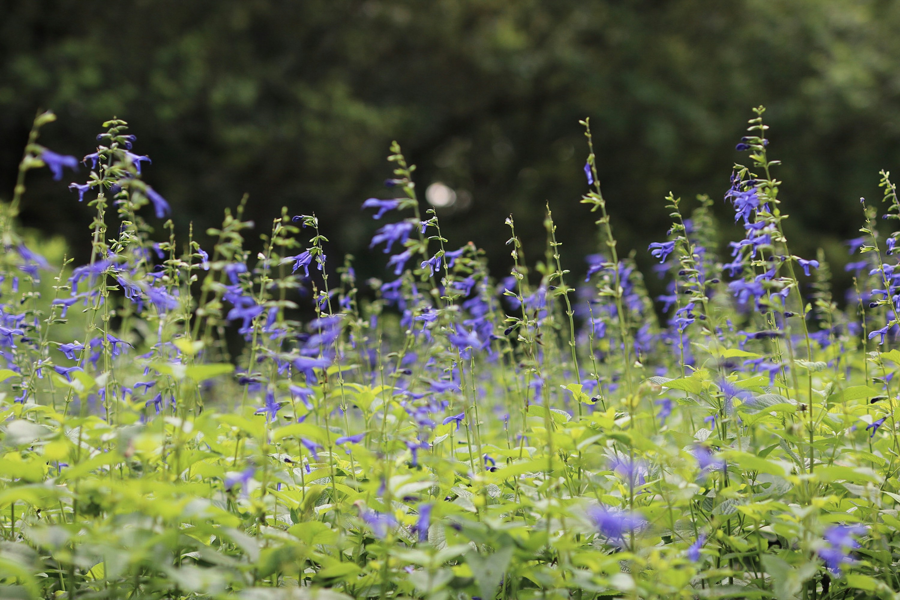 Photo by ashleycanaday