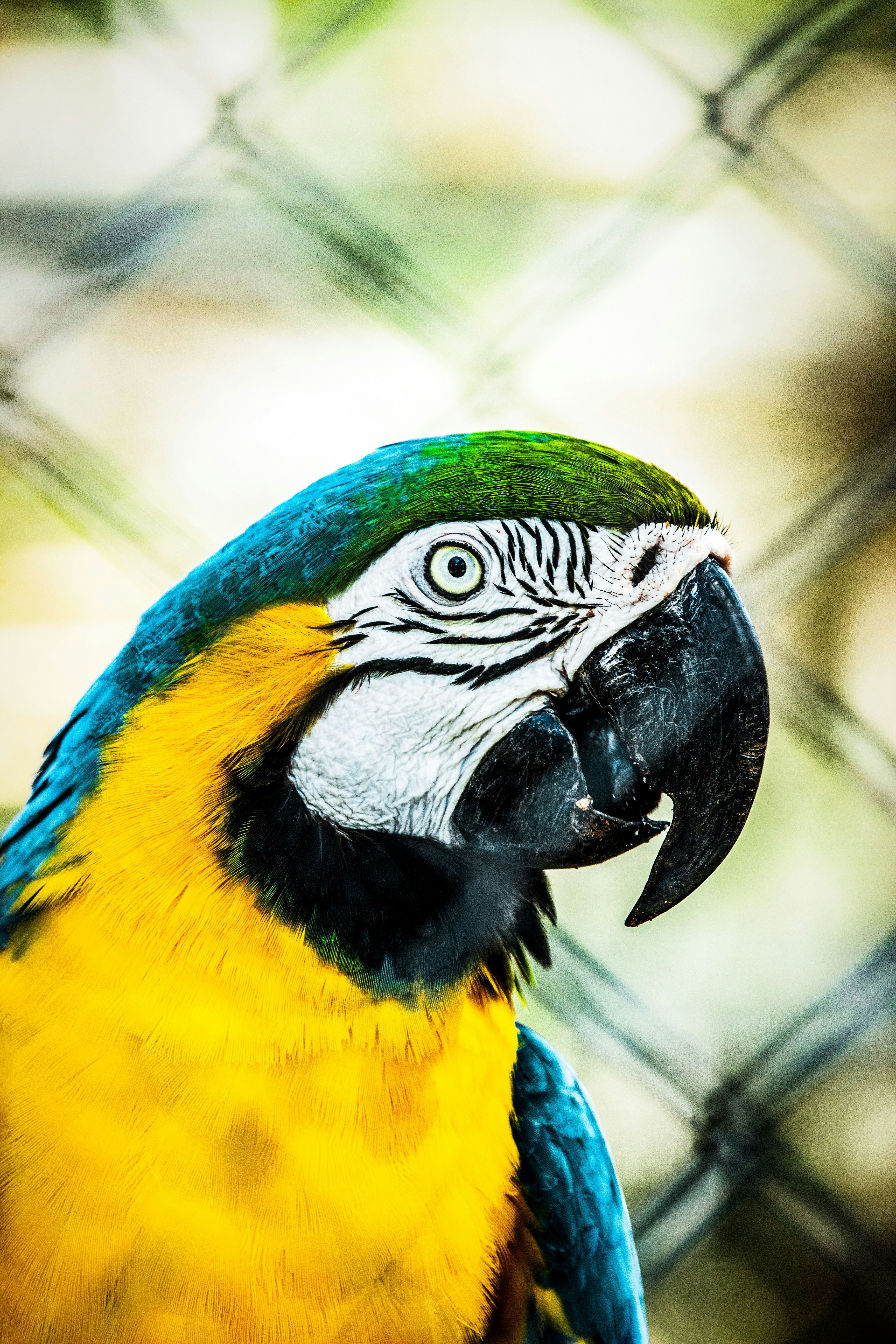 a close up of a parrot on a fence