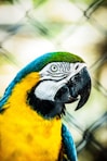 a close up of a parrot on a fence