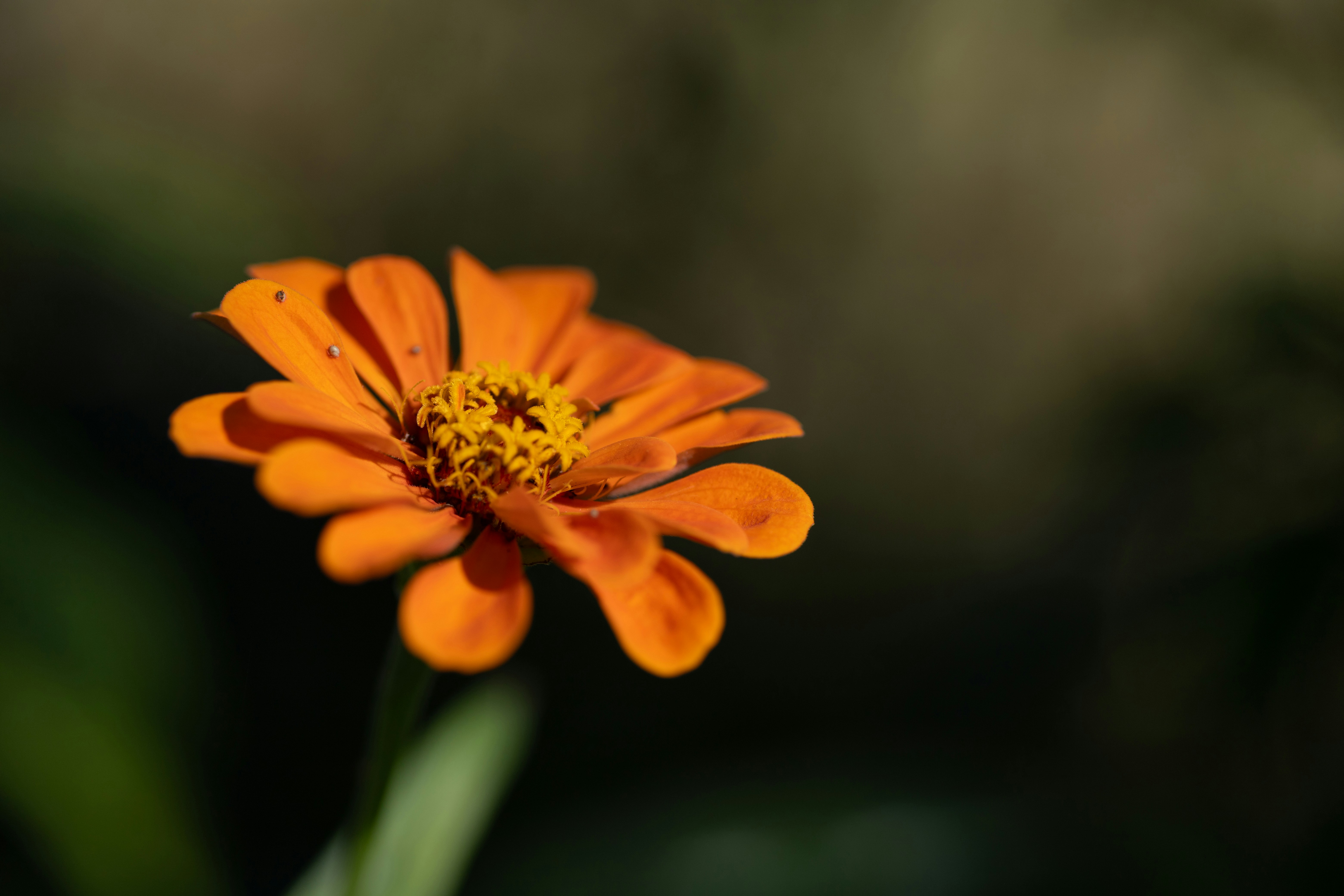 Photo by rrodriguesim