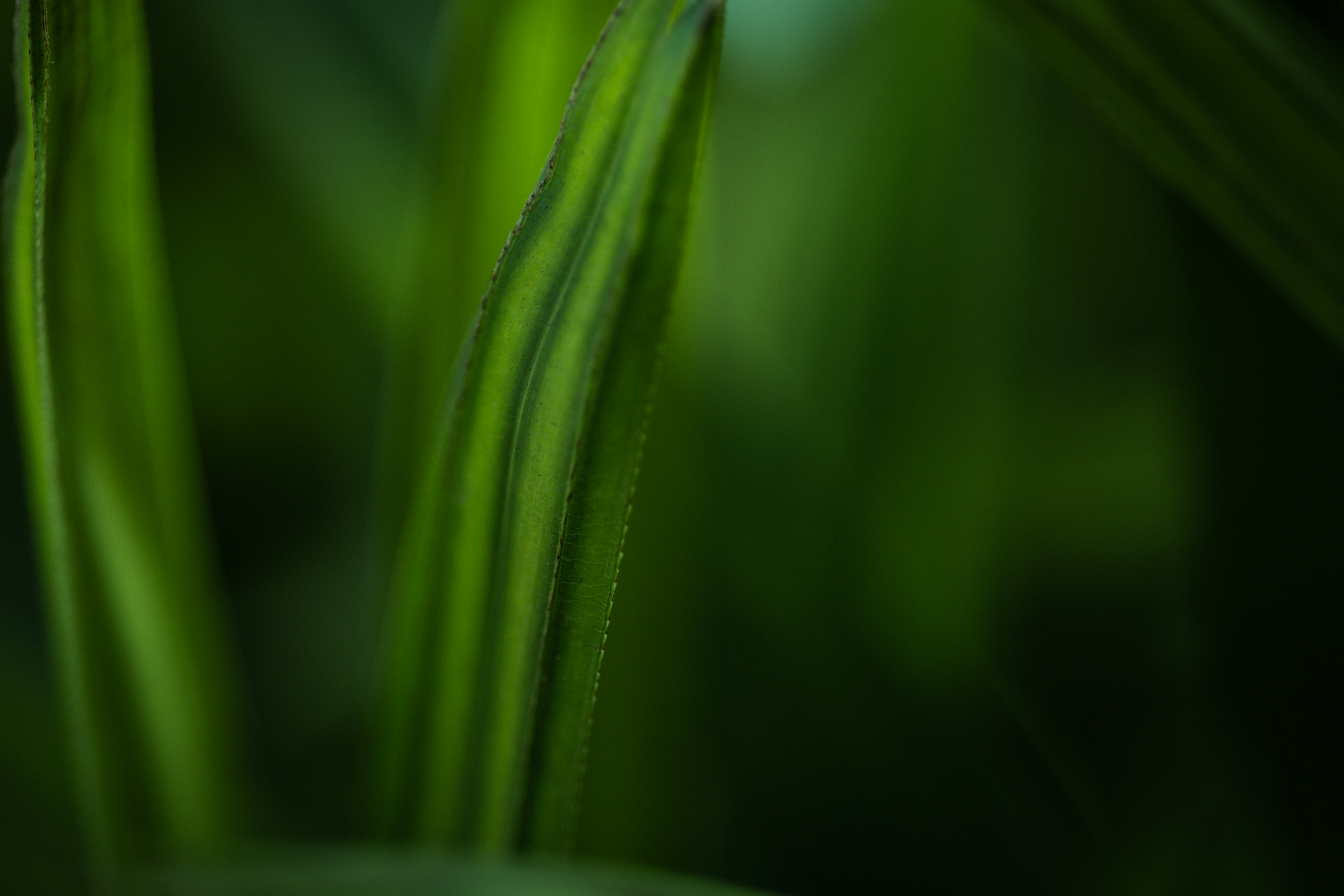 Photo by rrodriguesim