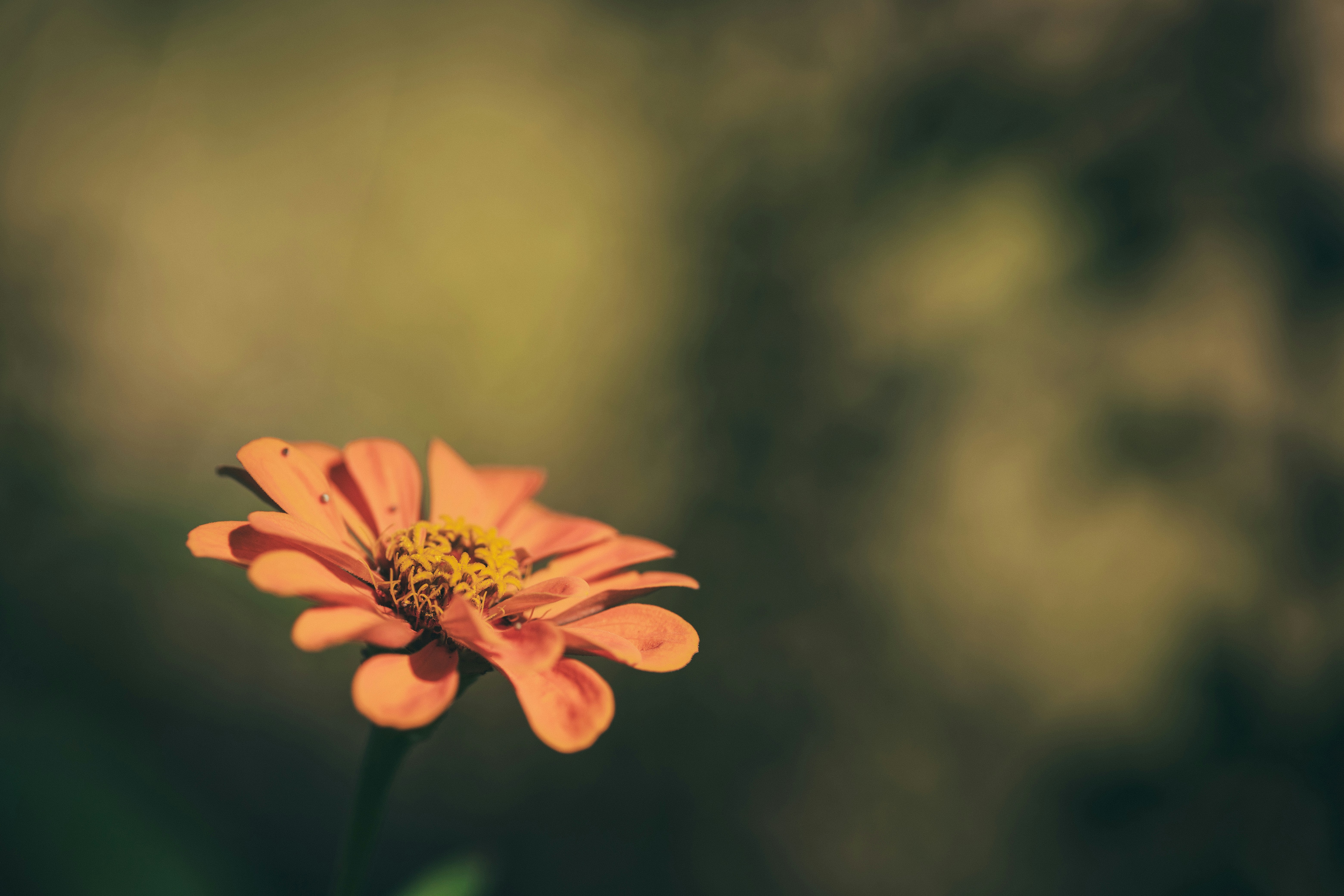 Photo by rrodriguesim