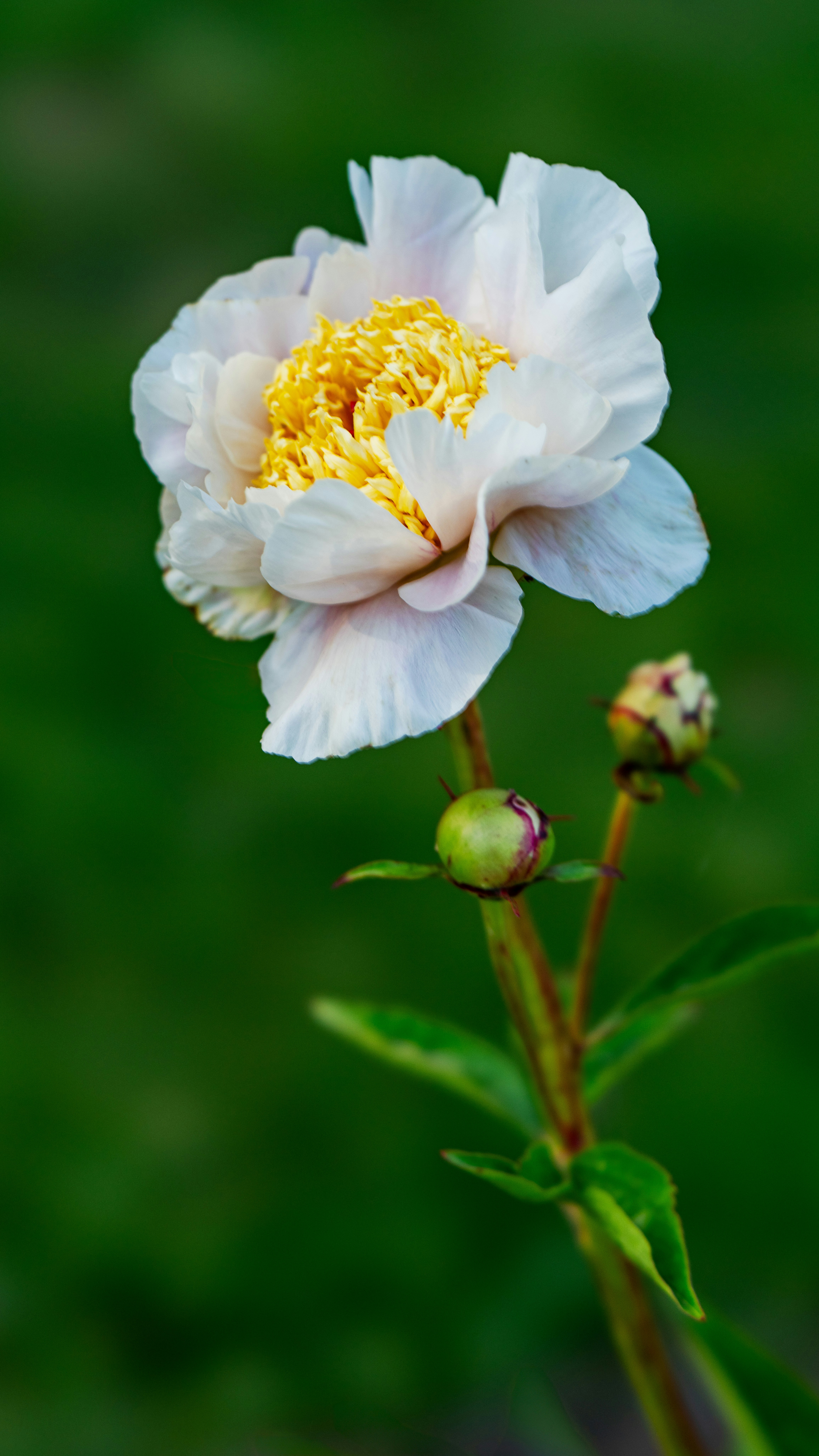a white flower with a yellow center on a stem