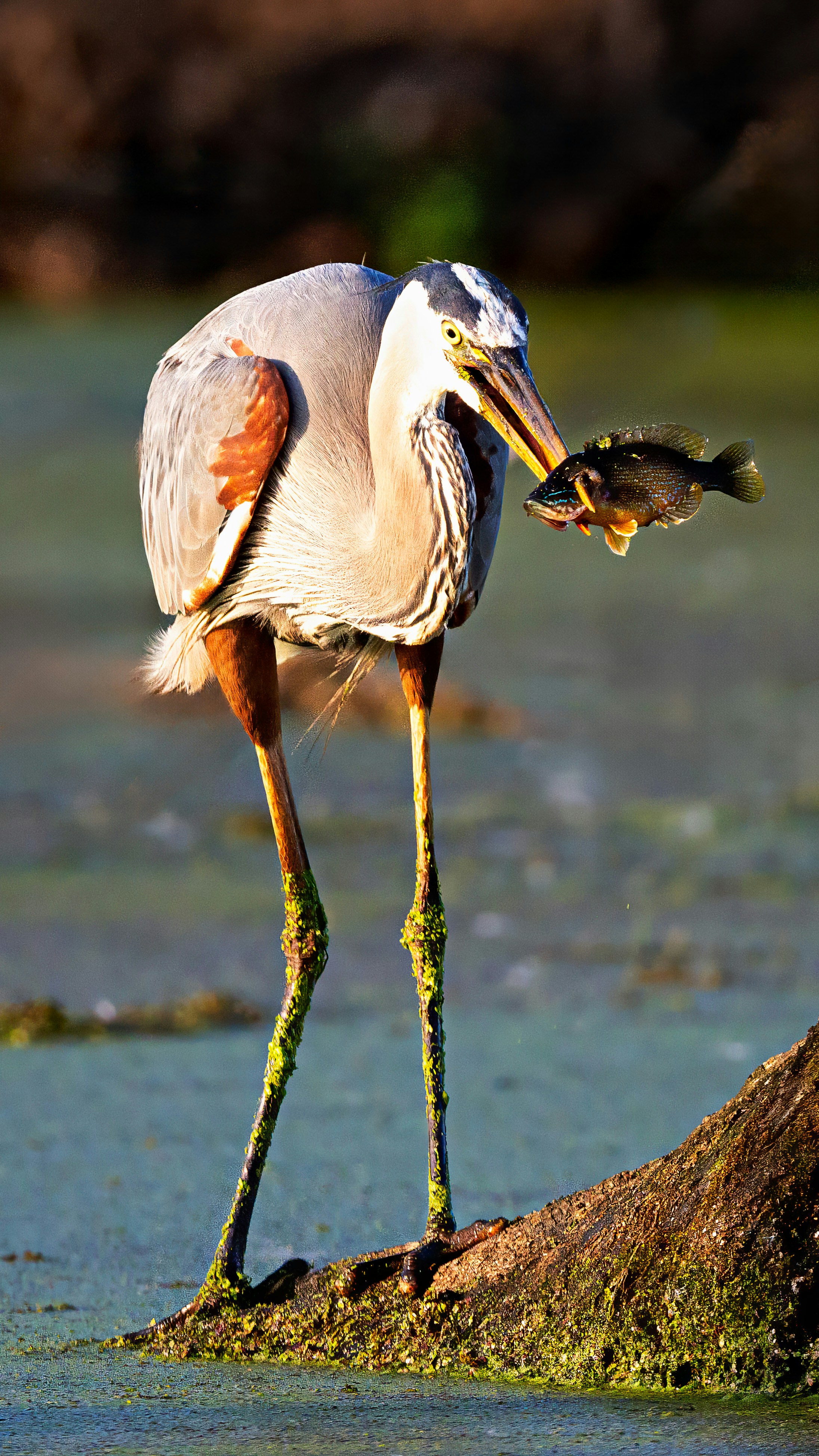 a large bird with a fish in its mouth