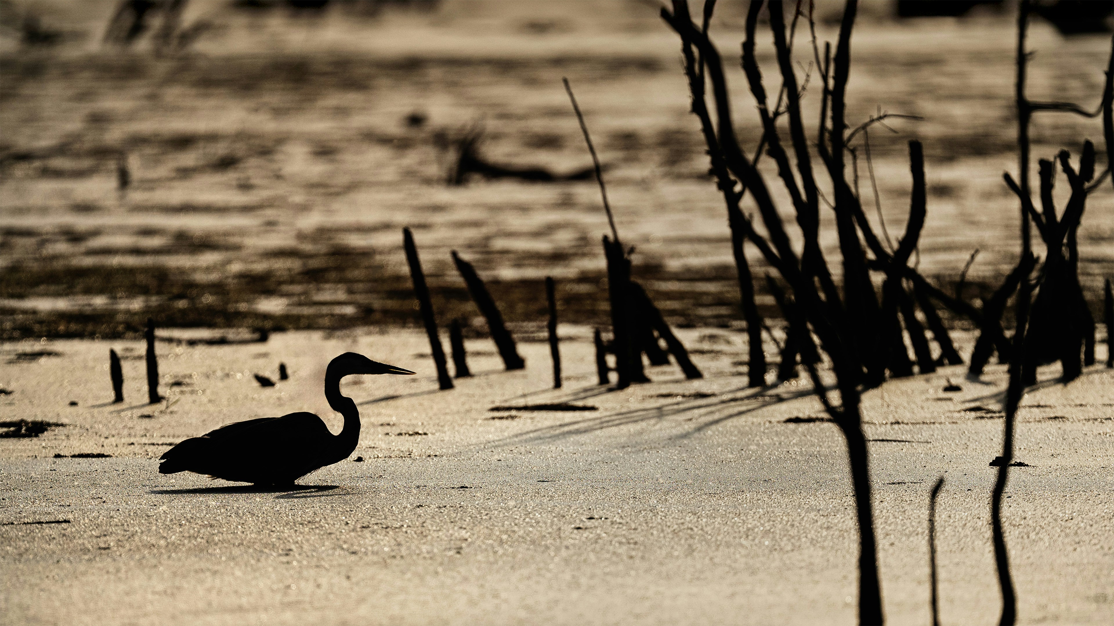 a bird is standing in the sand near a tree