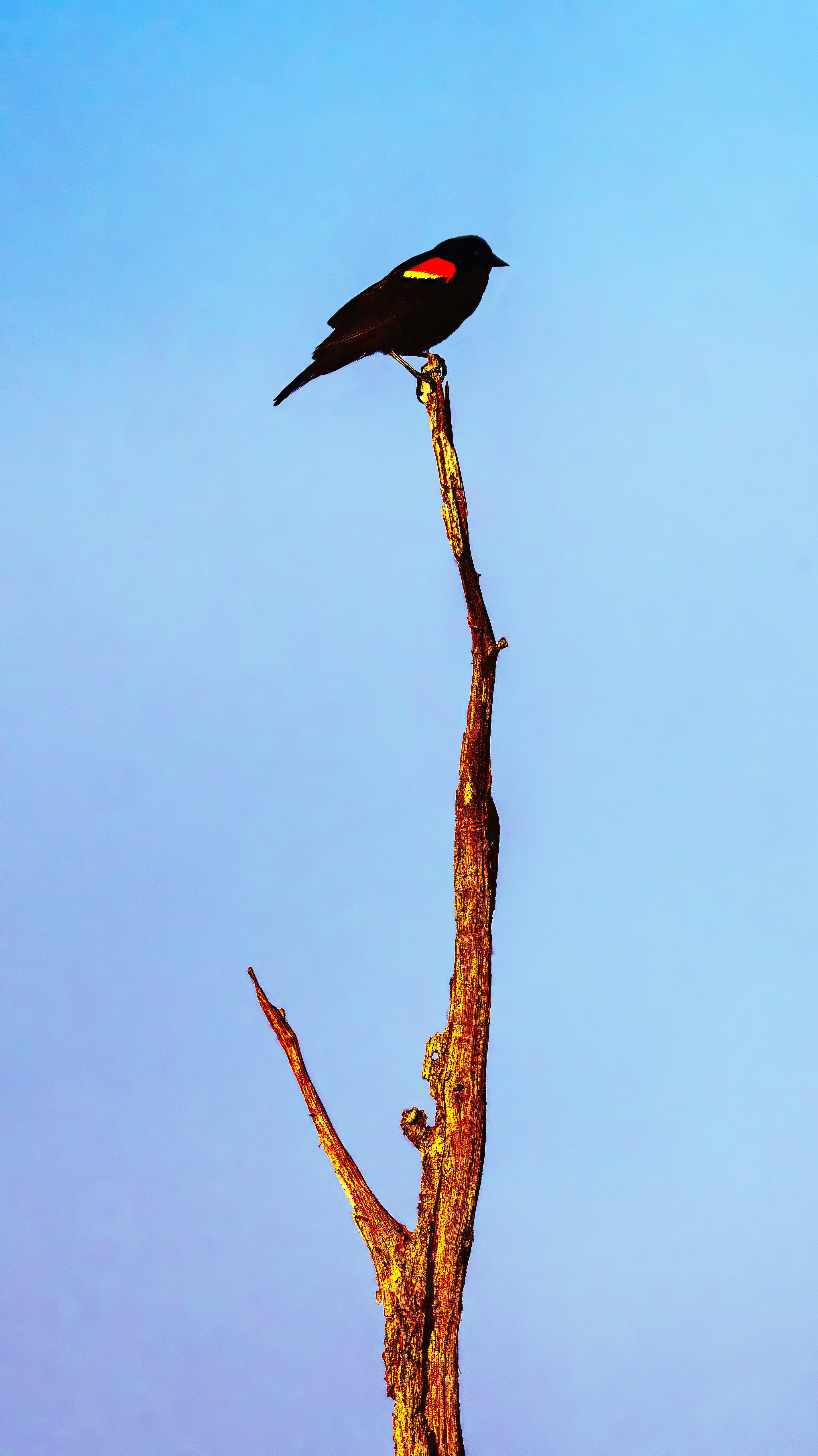 a bird sitting on top of a dead tree branch