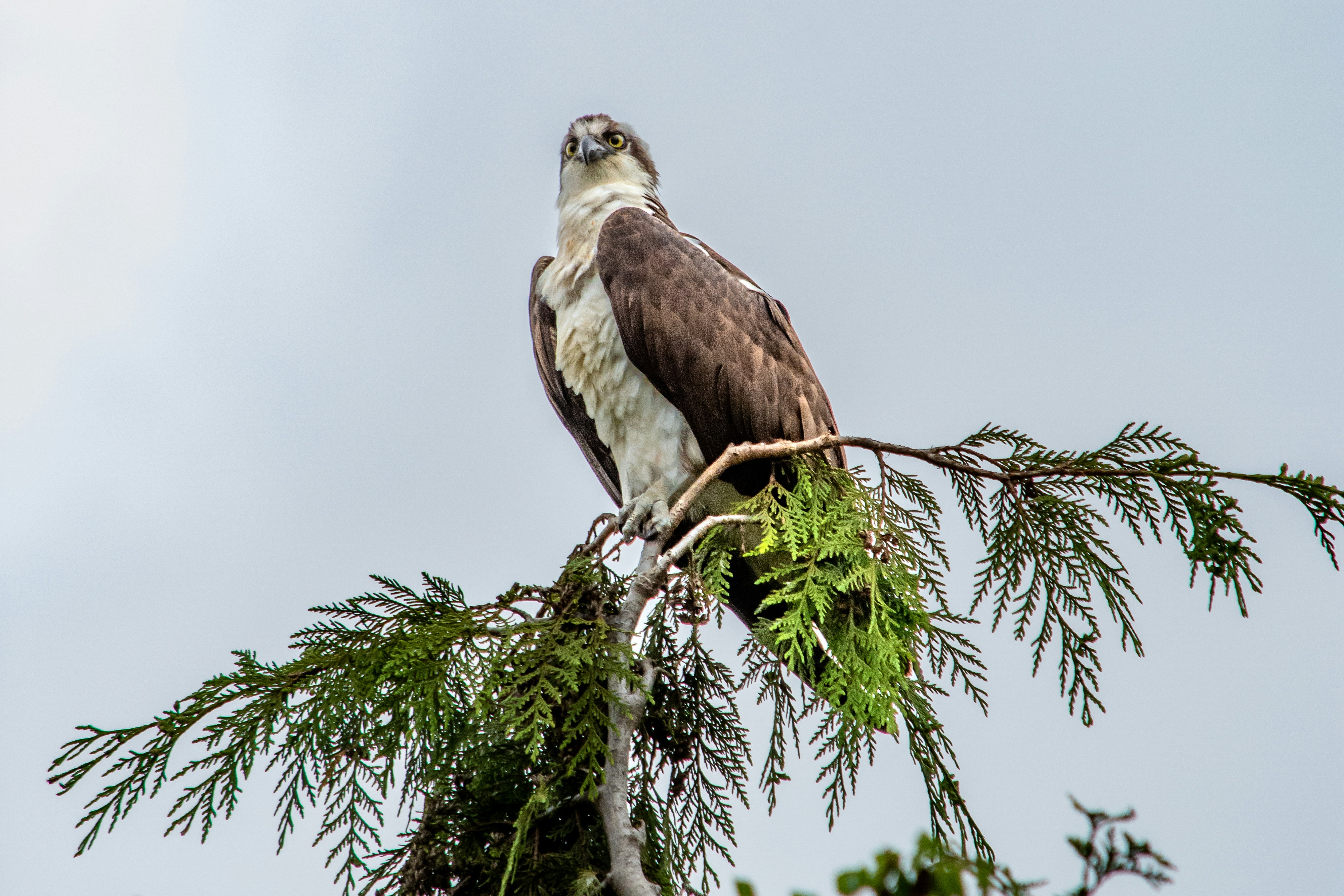 Photo by meenakshibose